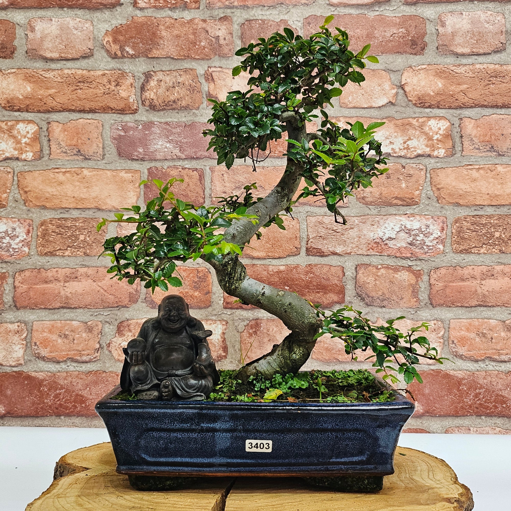 Chinese Elm (Ulmus Parvifolia) Bonsai Tree | Shaped | In 25cm Pot  | S251971