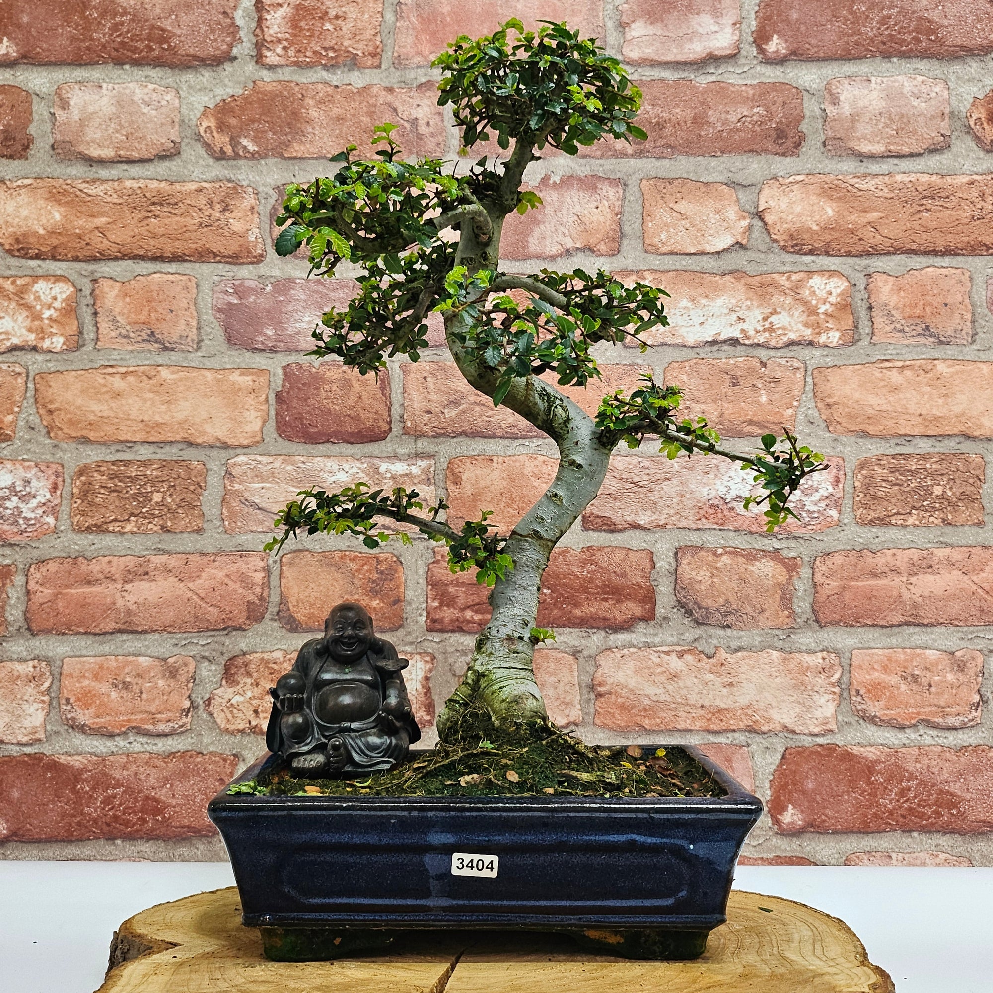 Chinese Elm (Ulmus Parvifolia) Bonsai Tree | Shaped | In 25cm Pot  | S251971
