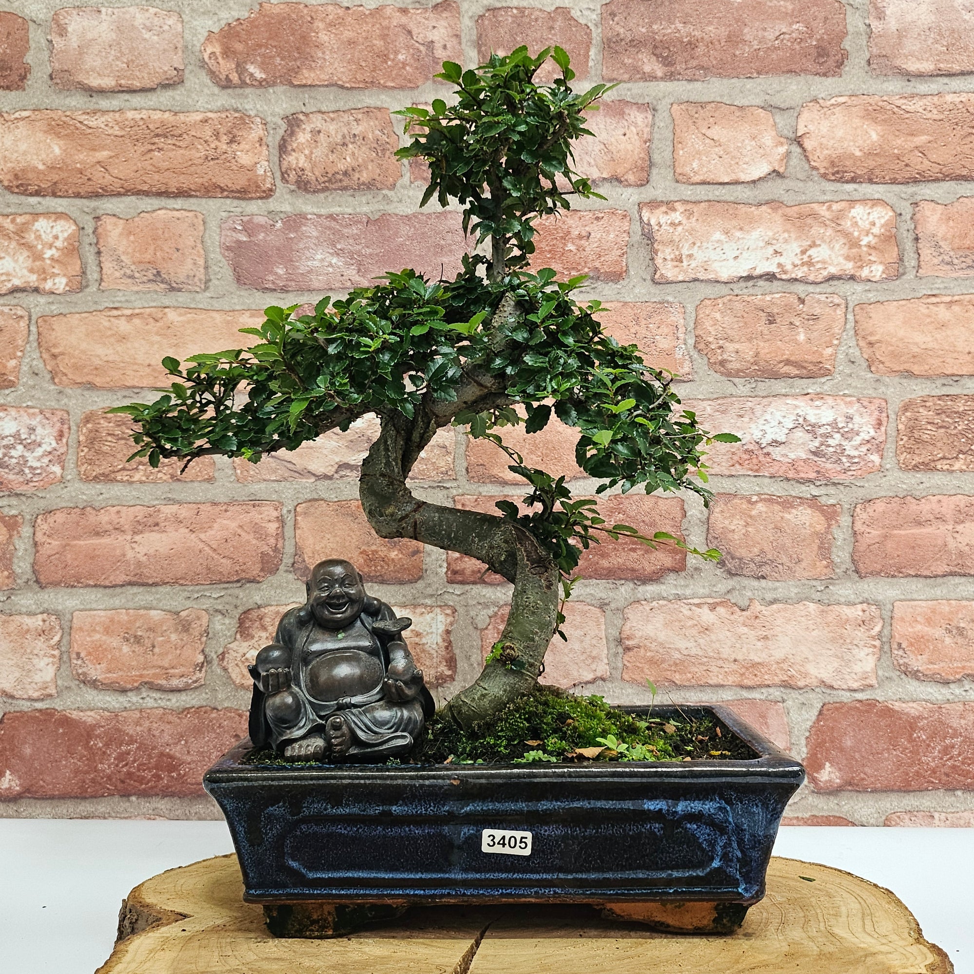 Chinese Elm (Ulmus Parvifolia) Bonsai Tree | Shaped | In 25cm Pot  | S251971