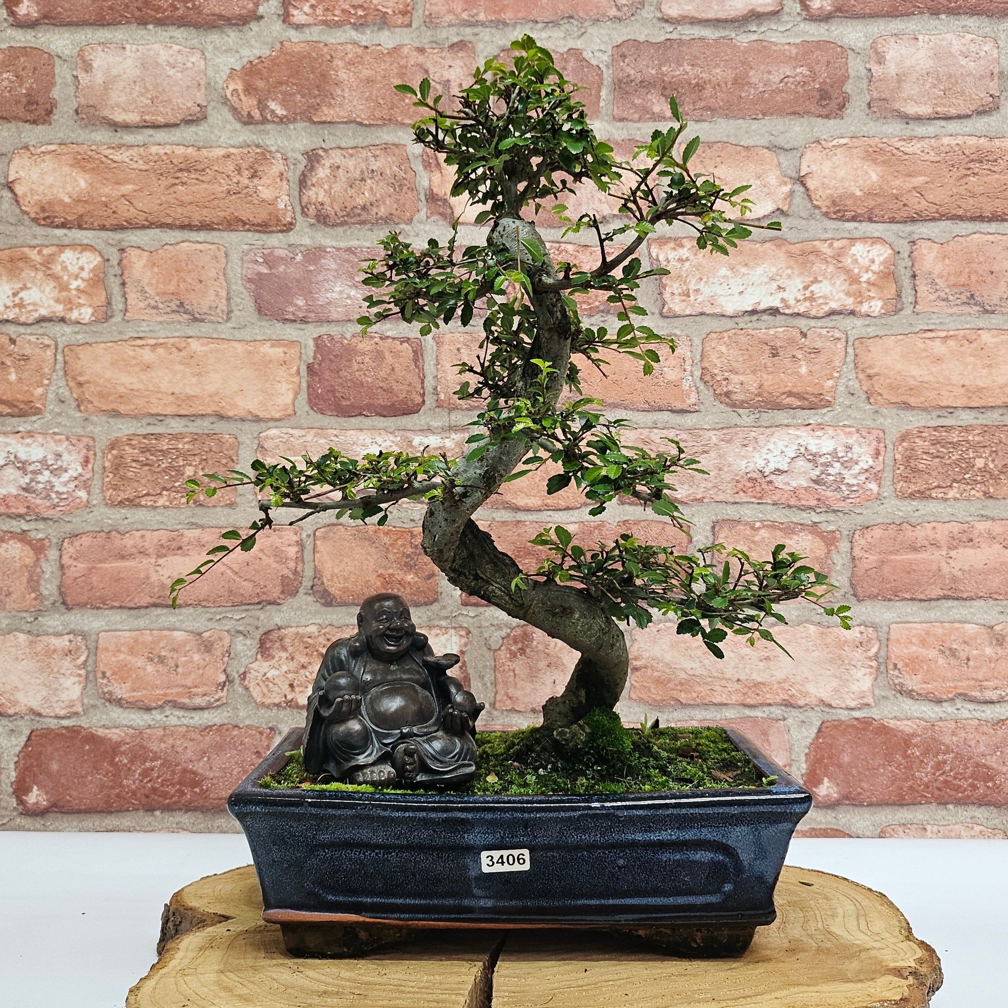Chinese Elm (Ulmus Parvifolia) Bonsai Tree | Shaped | In 25cm Pot  | S251971