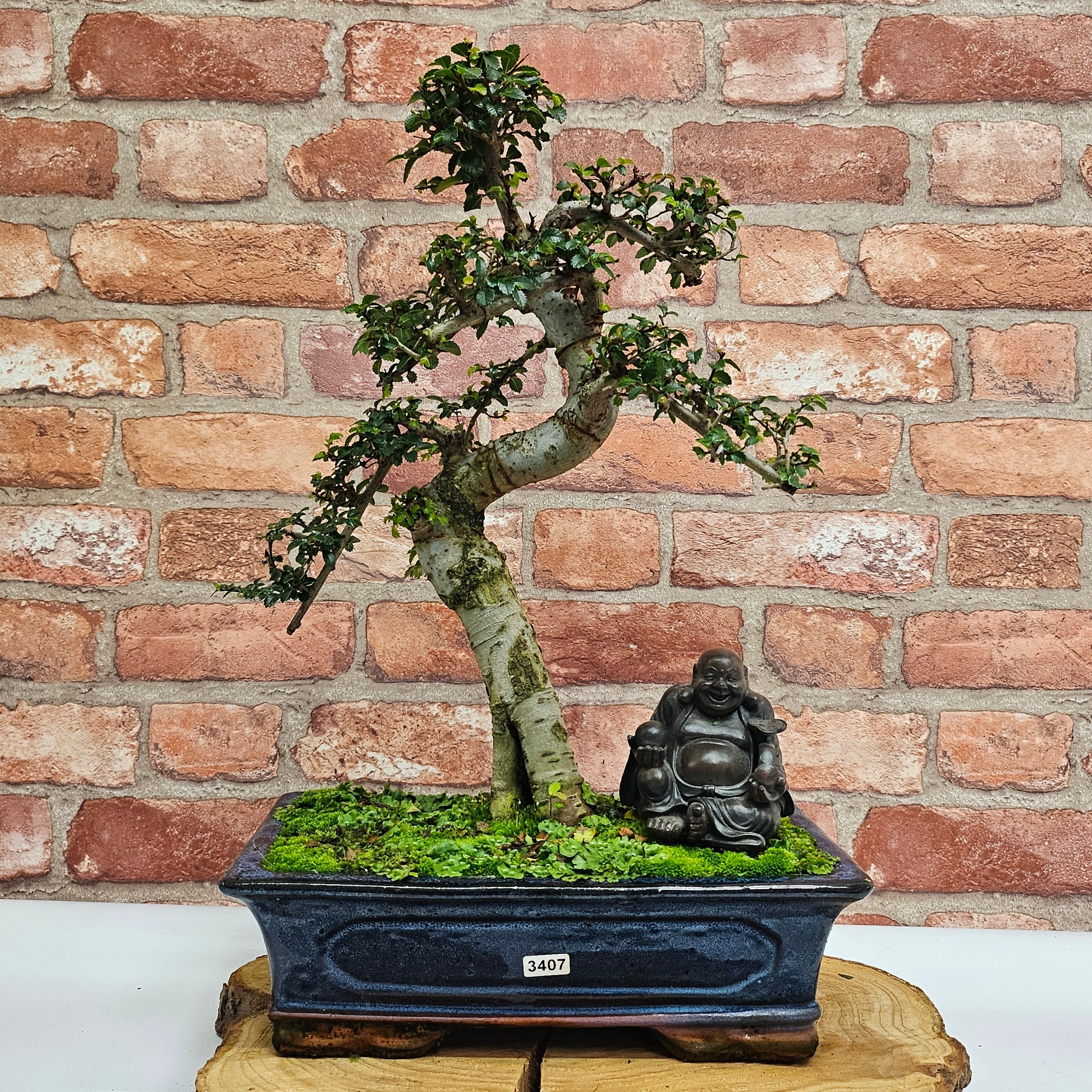 Chinese Elm (Ulmus Parvifolia) Bonsai Tree | Shaped | In 30cm Pot  | S251972