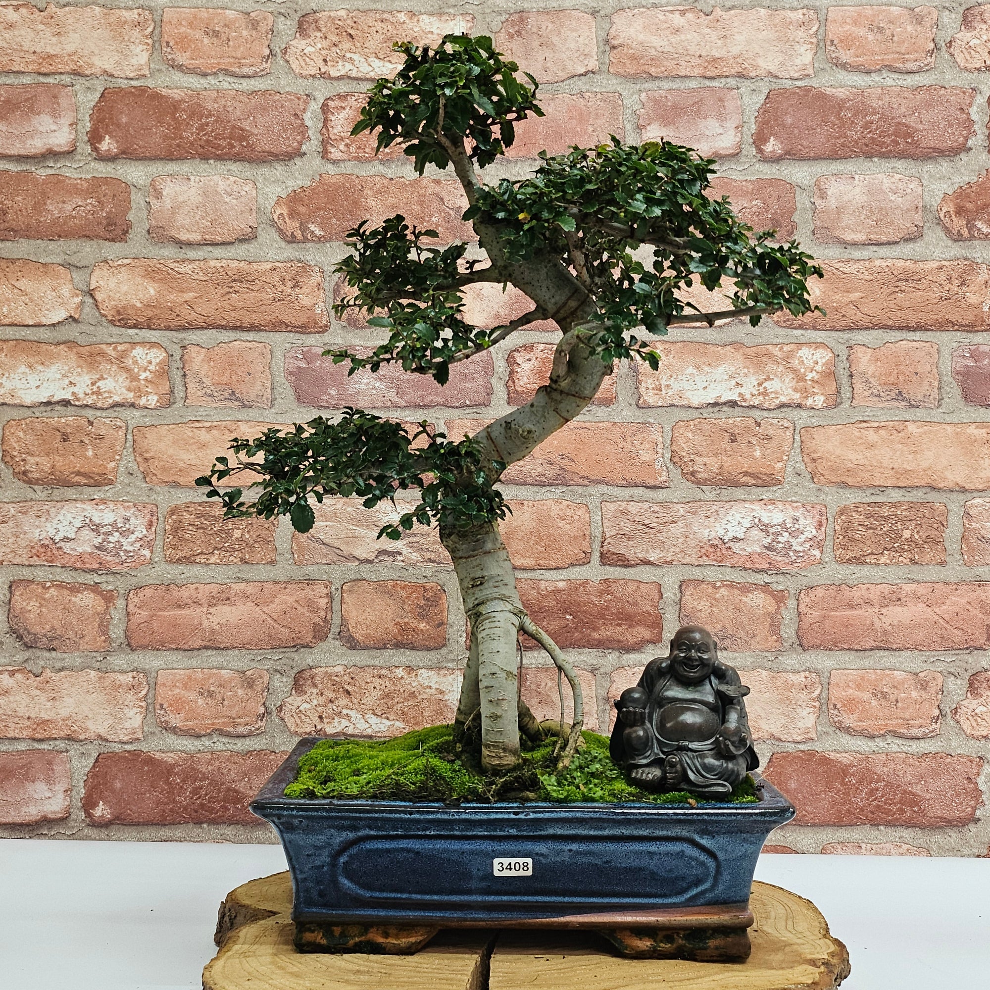 Chinese Elm (Ulmus Parvifolia) Bonsai Tree | Shaped | In 30cm Pot  | S251972