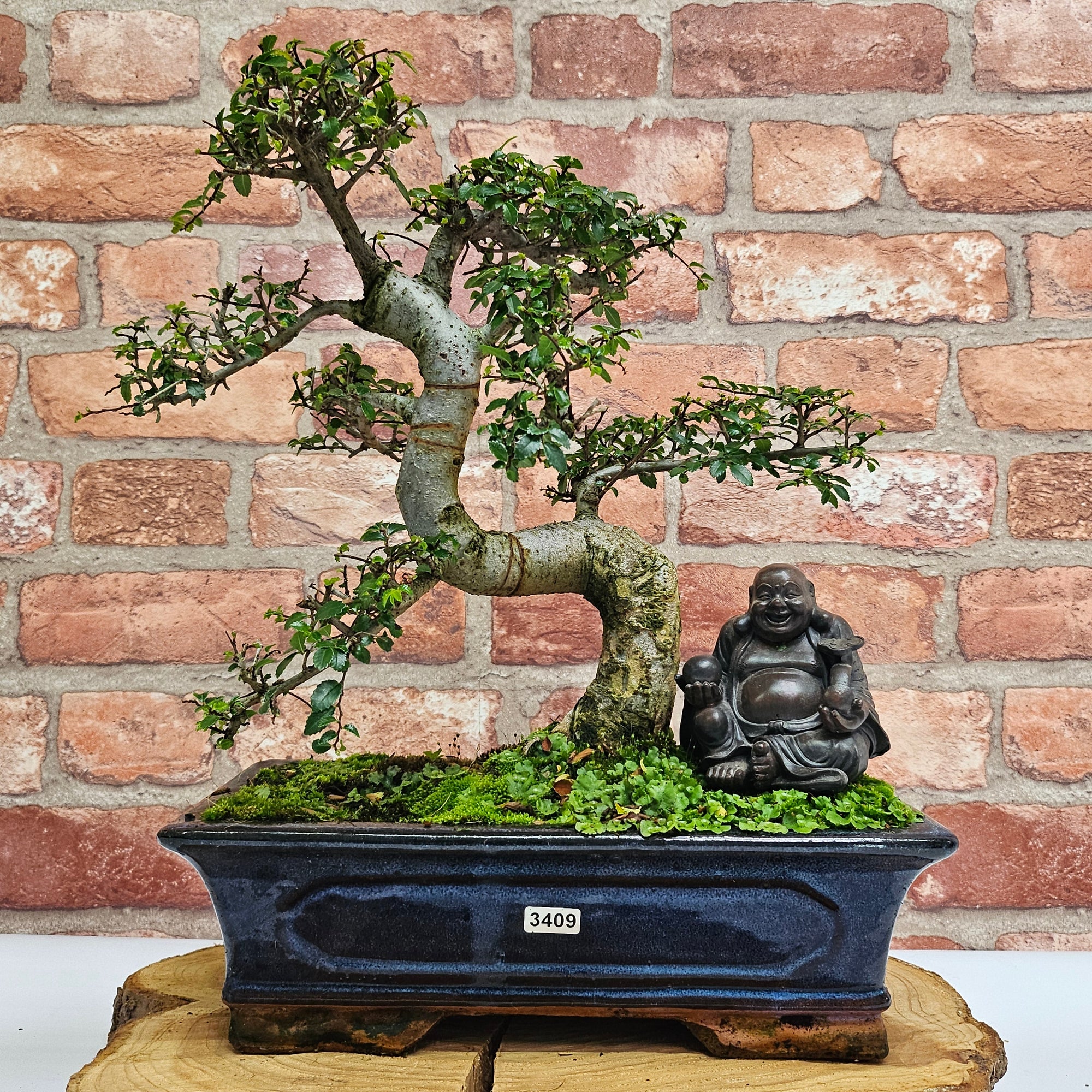 Chinese Elm (Ulmus Parvifolia) Bonsai Tree | Shaped | In 30cm Pot  | S251972