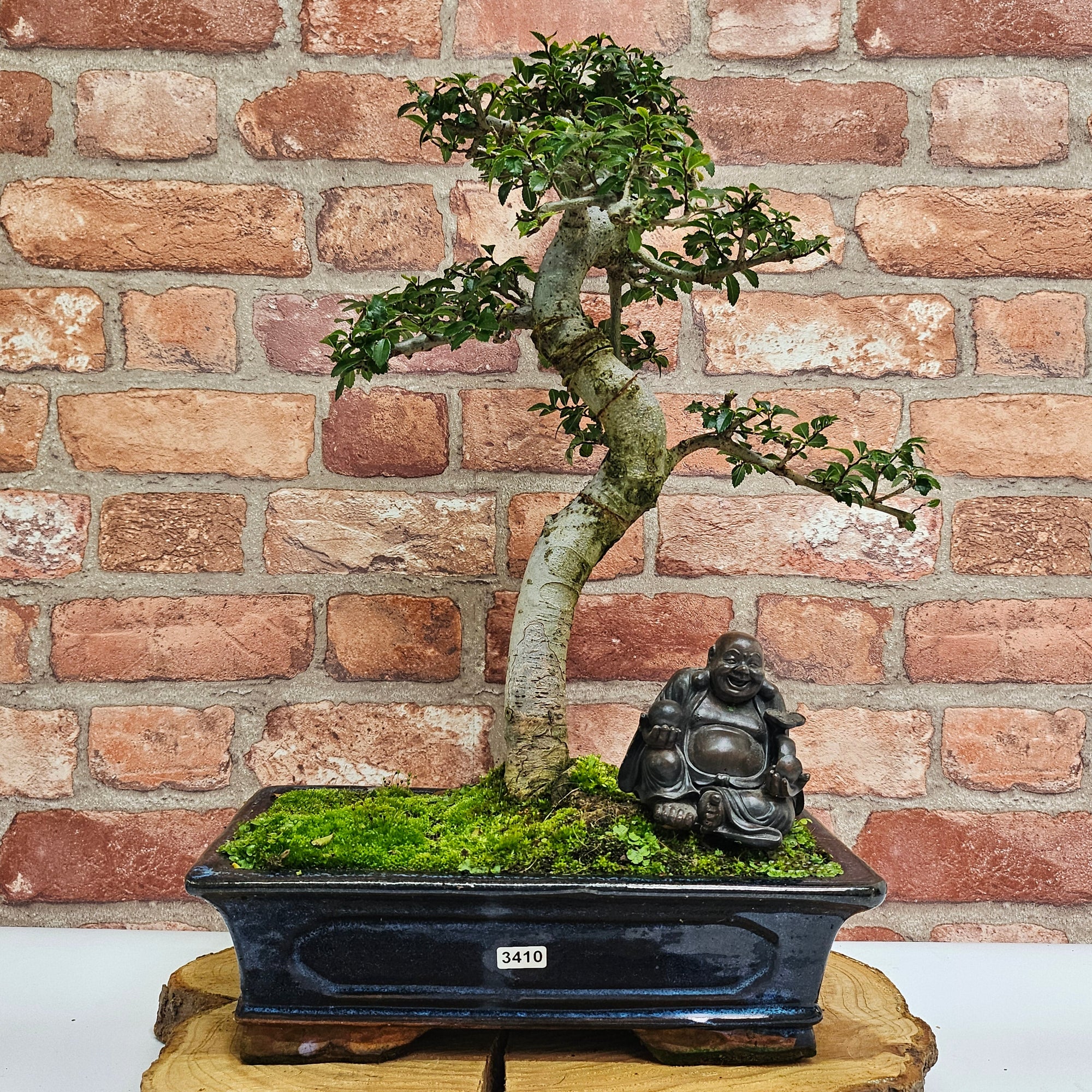 Chinese Elm (Ulmus Parvifolia) Bonsai Tree | Shaped | In 30cm Pot  | S251972