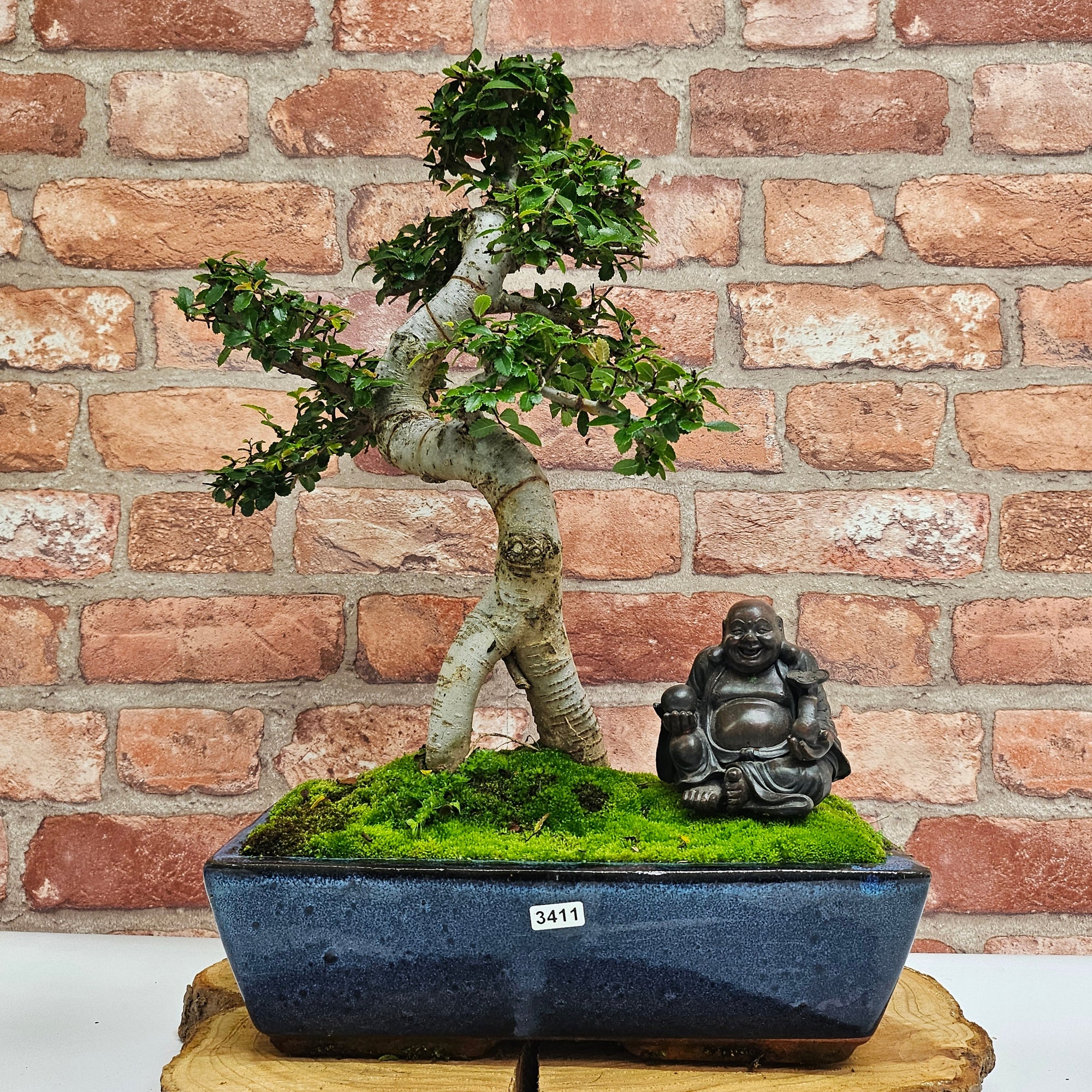 Chinese Elm (Ulmus Parvifolia) Bonsai Tree | Shaped | In 30cm Pot  | S251972