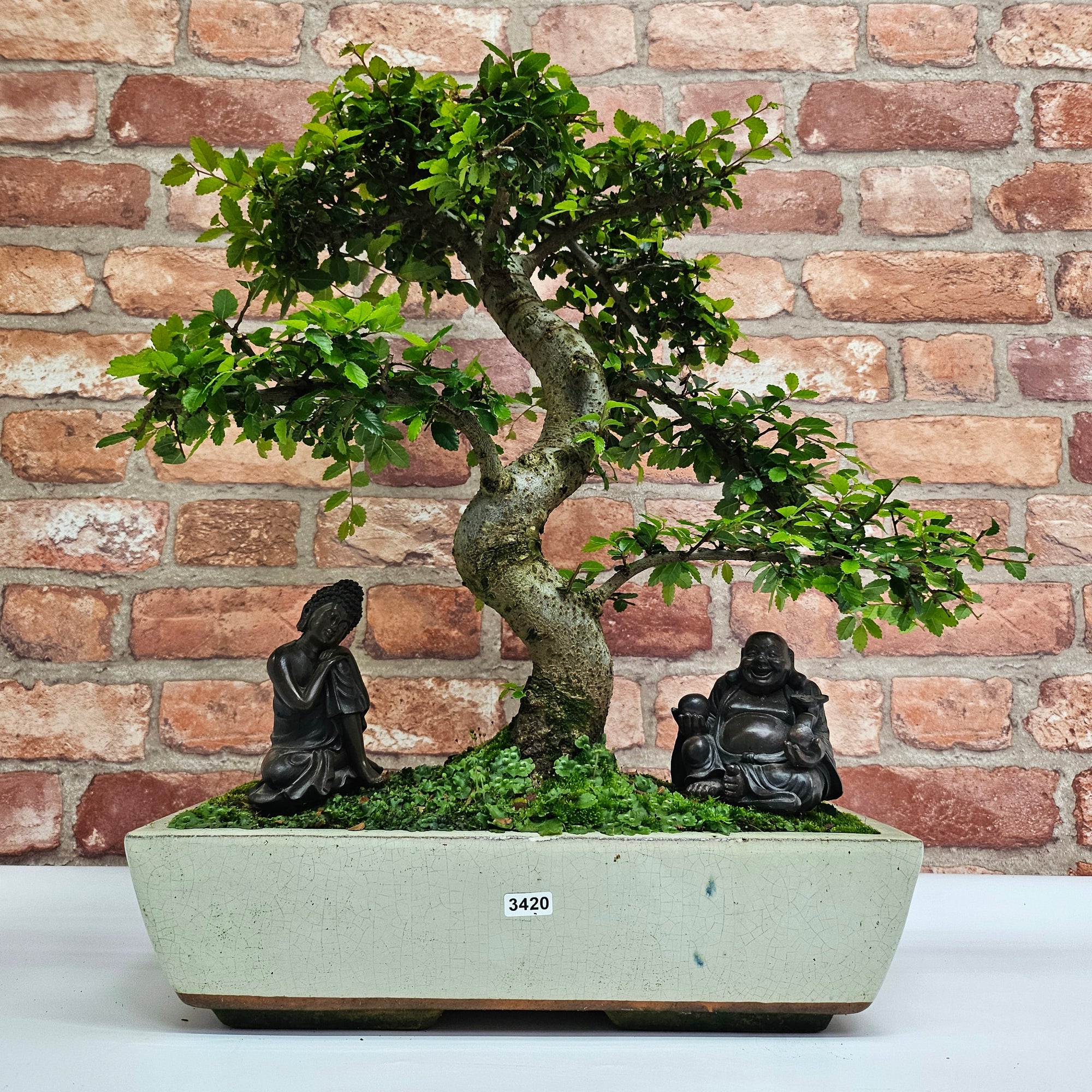 Large Chinese Elm (Ulmus Parvifolia) Bonsai Tree | Shaped | In 35cm Pot  | S251961
