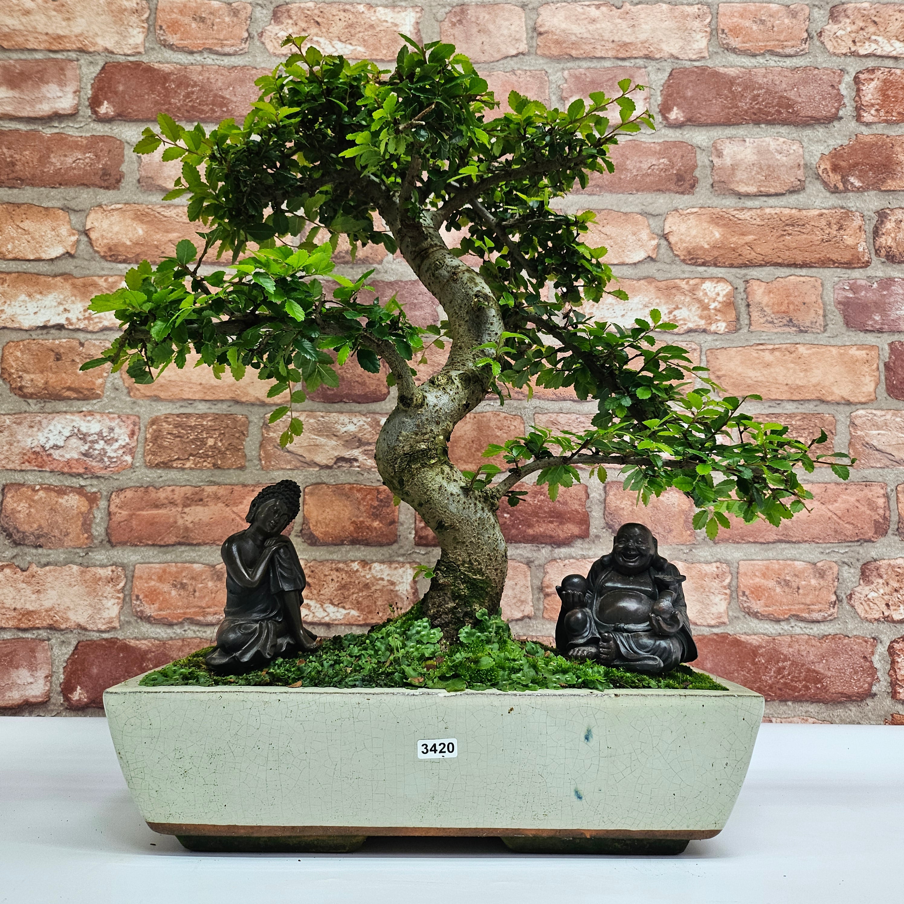 Large Chinese Elm (Ulmus Parvifolia) Bonsai Tree | Shaped | In 35cm Pot  | S251961