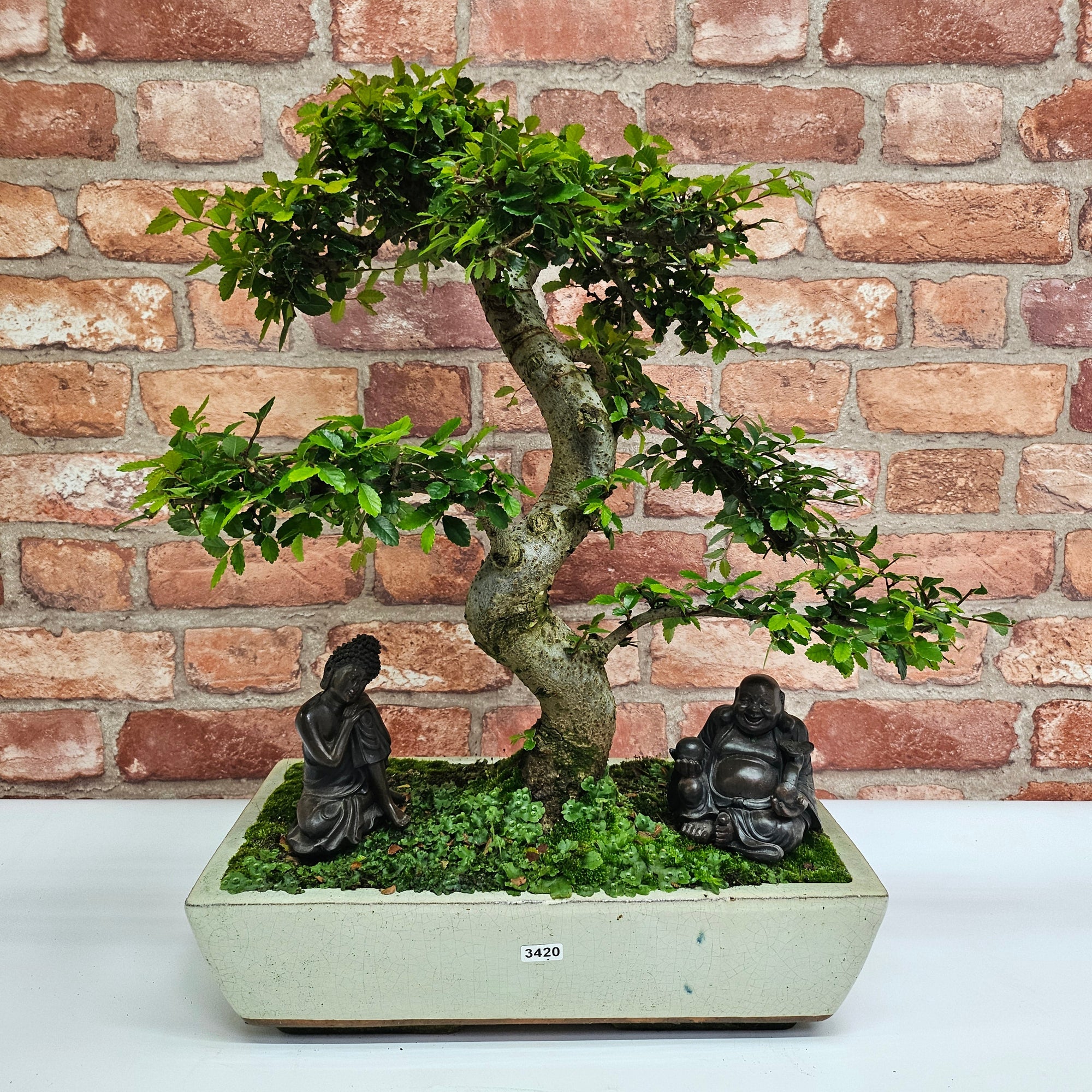 Large Chinese Elm (Ulmus Parvifolia) Bonsai Tree | Shaped | In 35cm Pot  | S251961