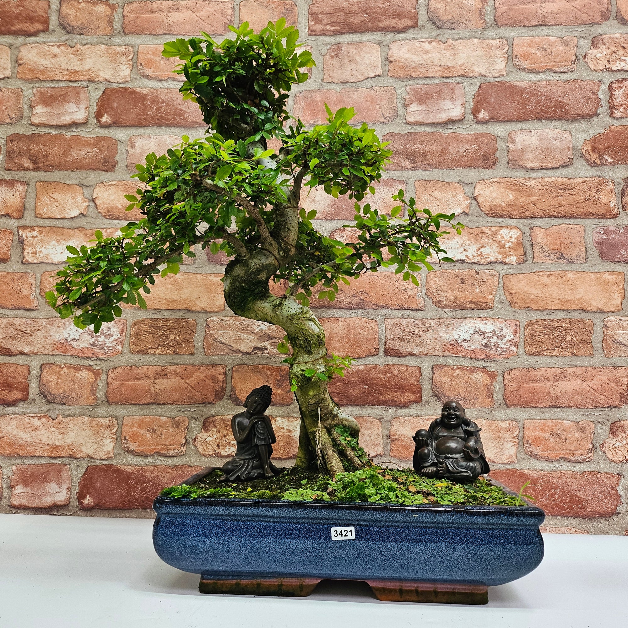 Large Chinese Elm (Ulmus Parvifolia) Bonsai Tree | Shaped | In 35cm Pot  | S251961