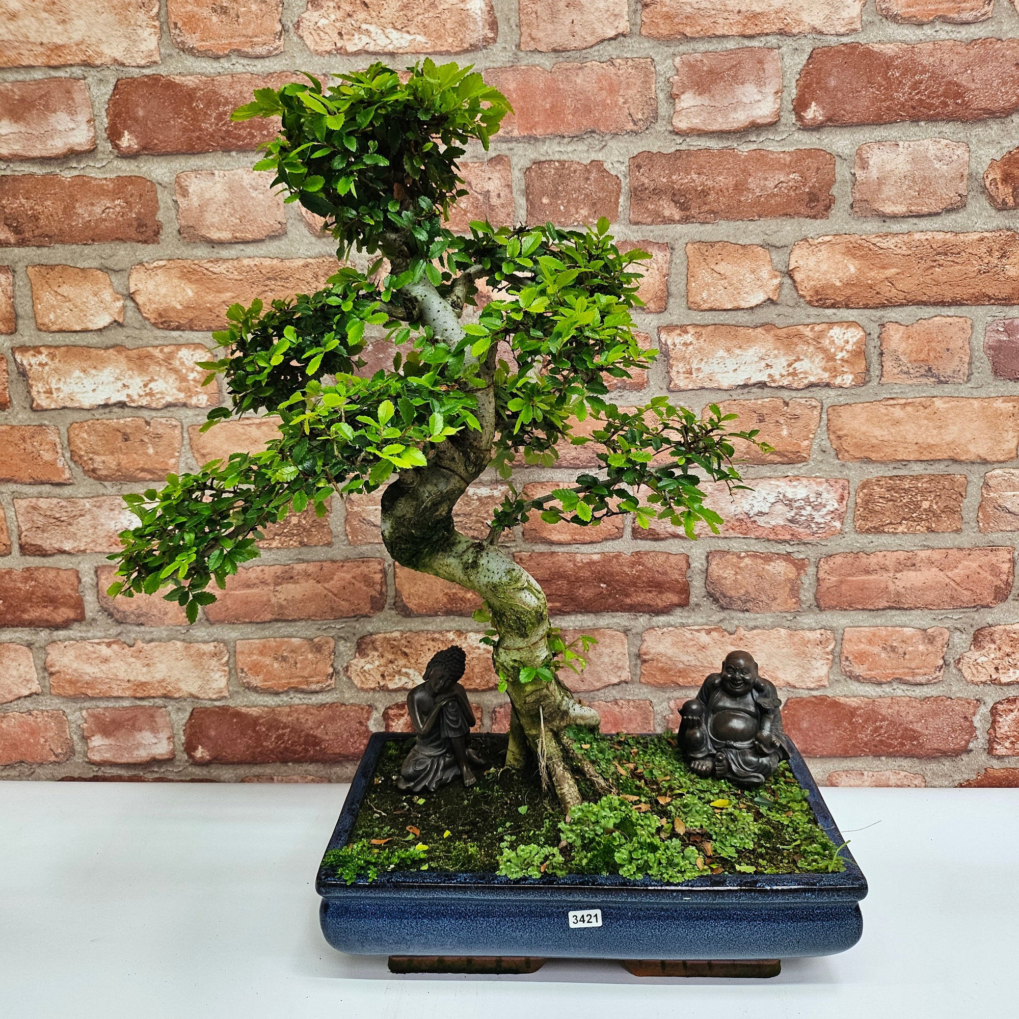 Large Chinese Elm (Ulmus Parvifolia) Bonsai Tree | Shaped | In 35cm Pot  | S251961