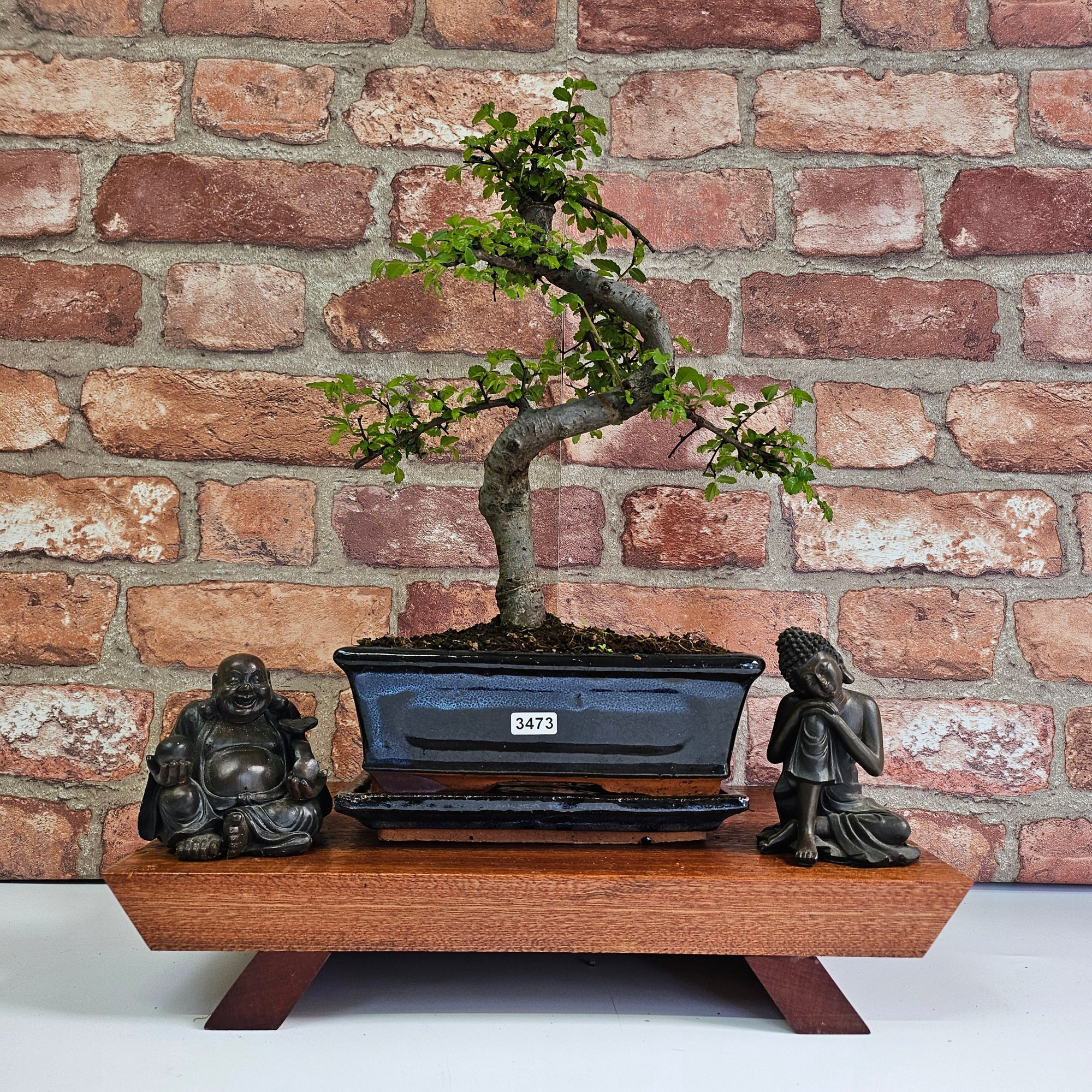 Chinese Elm (Ulmus Parvifolia) Bonsai Tree | Shaped | In 20cm Pot S25882