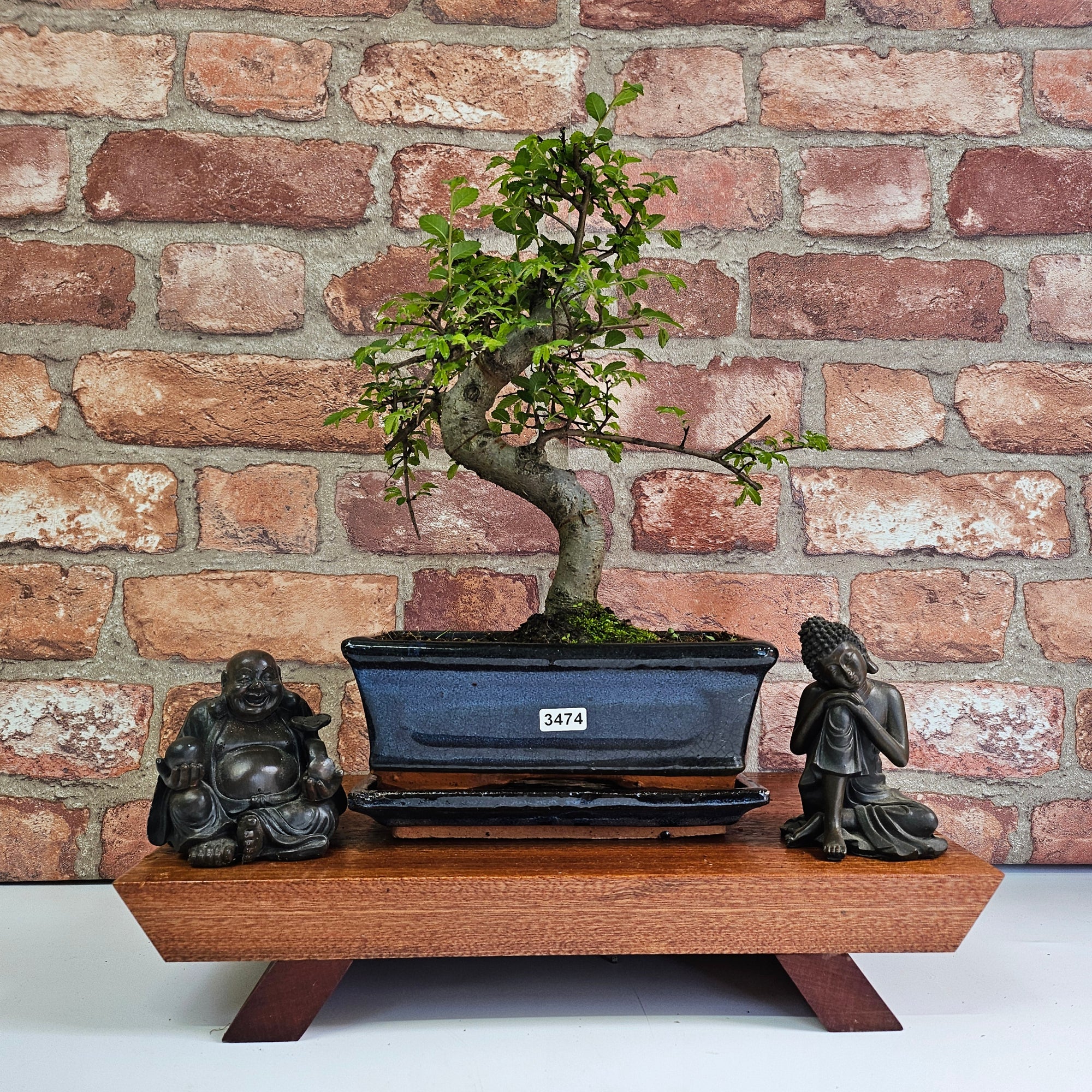 Chinese Elm (Ulmus Parvifolia) Bonsai Tree | Shaped | In 20cm Pot S25882