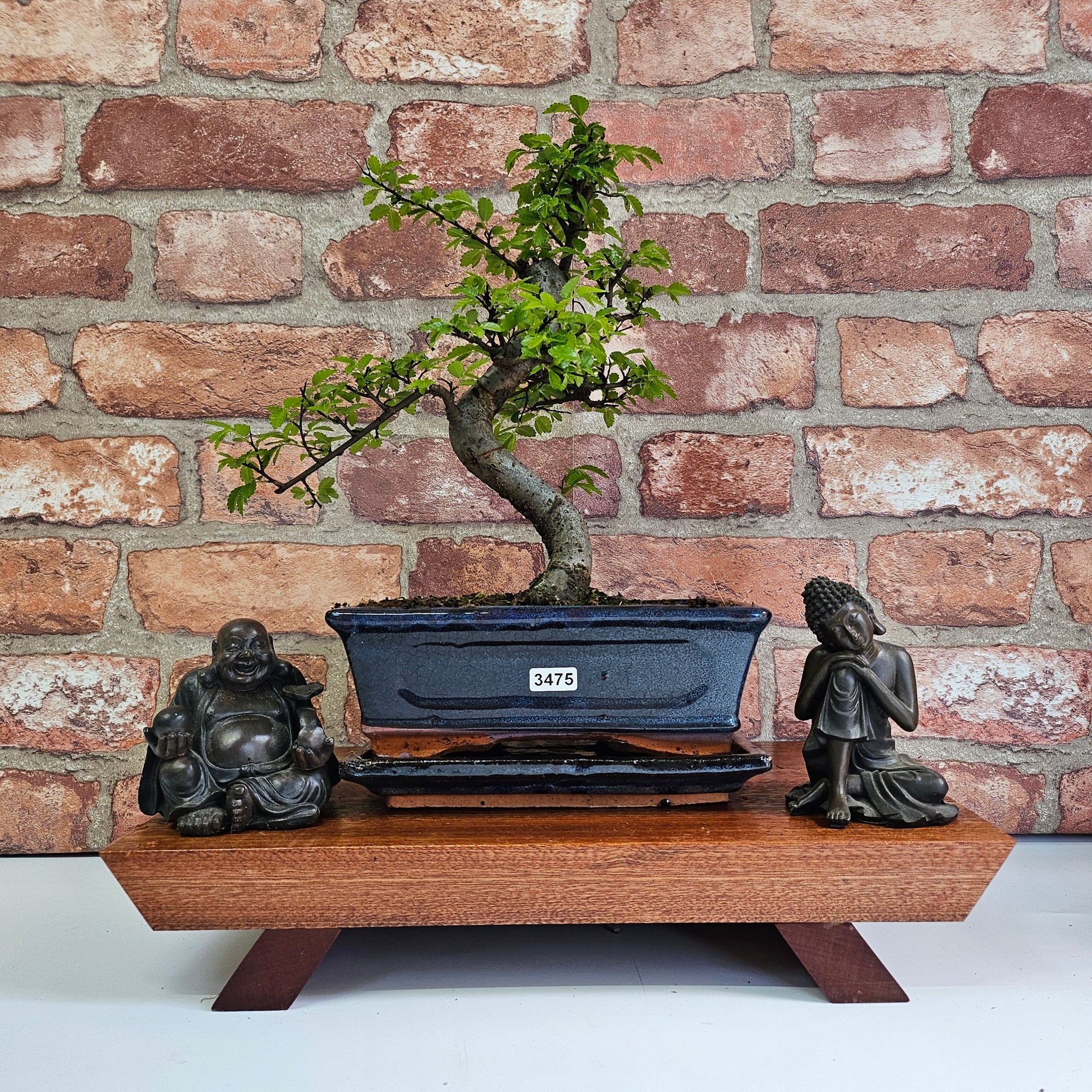 Chinese Elm (Ulmus Parvifolia) Bonsai Tree | Shaped | In 20cm Pot S25882