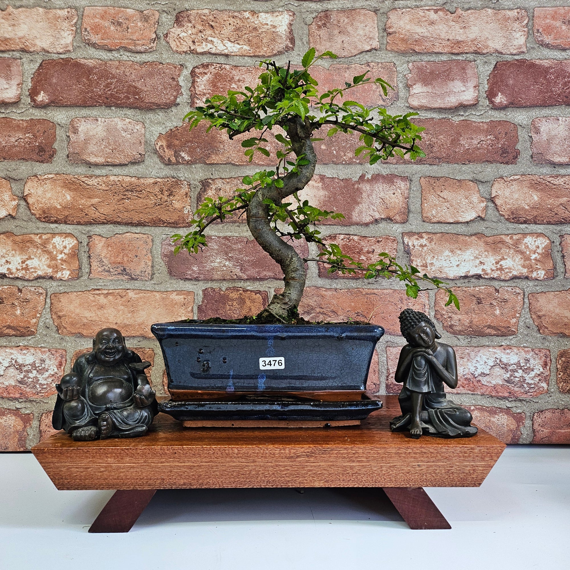 Chinese Elm (Ulmus Parvifolia) Bonsai Tree | Shaped | In 20cm Pot S25882