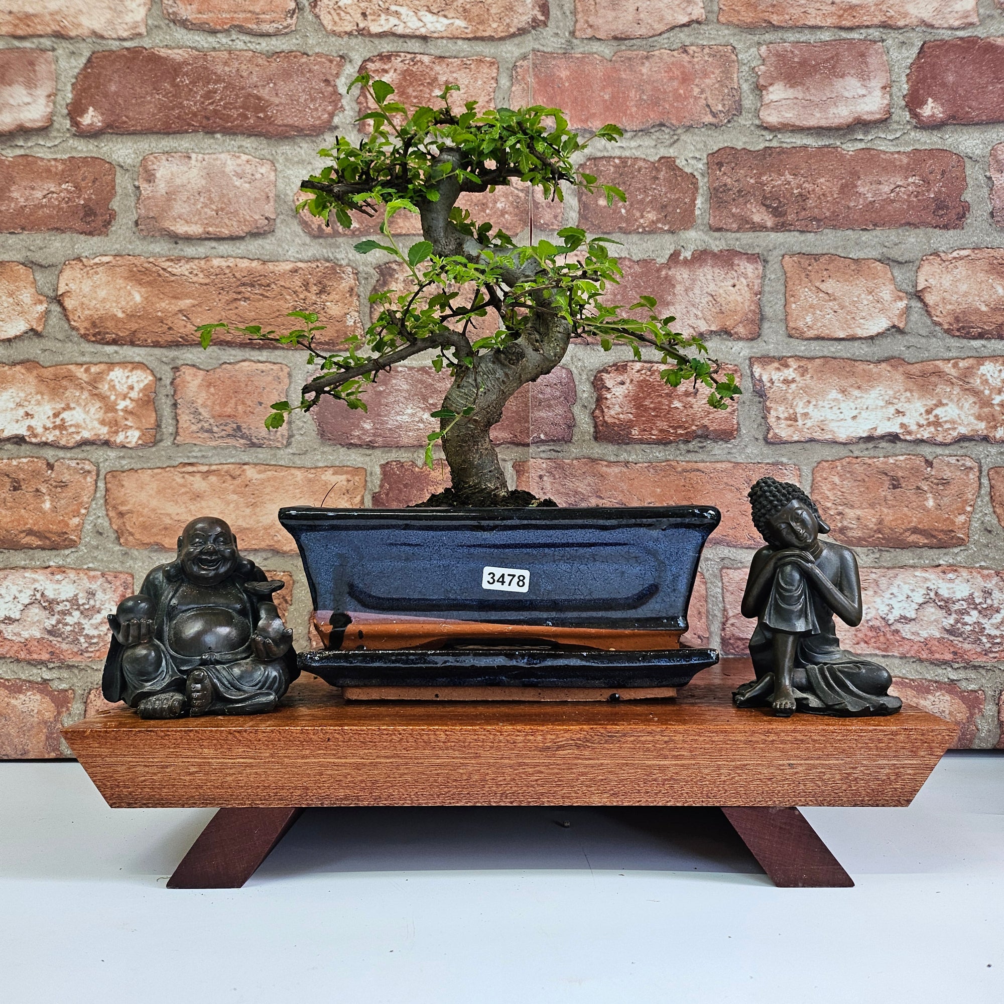Chinese Elm (Ulmus Parvifolia) Bonsai Tree | Shaped | In 20cm Pot S25882
