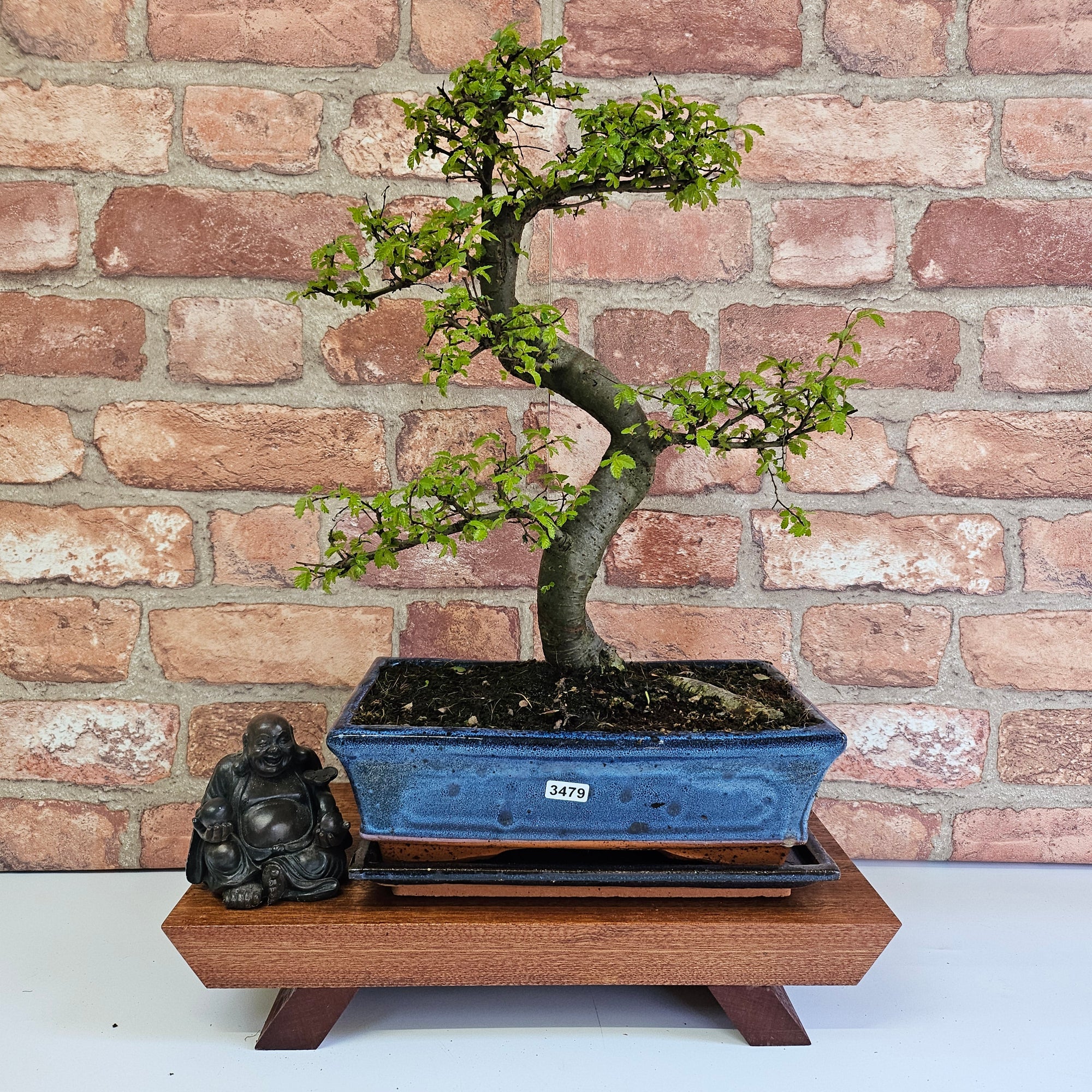 Chinese Elm (Ulmus Parvifolia) Bonsai Tree | Shaped | In 25cm Pot  | S251971