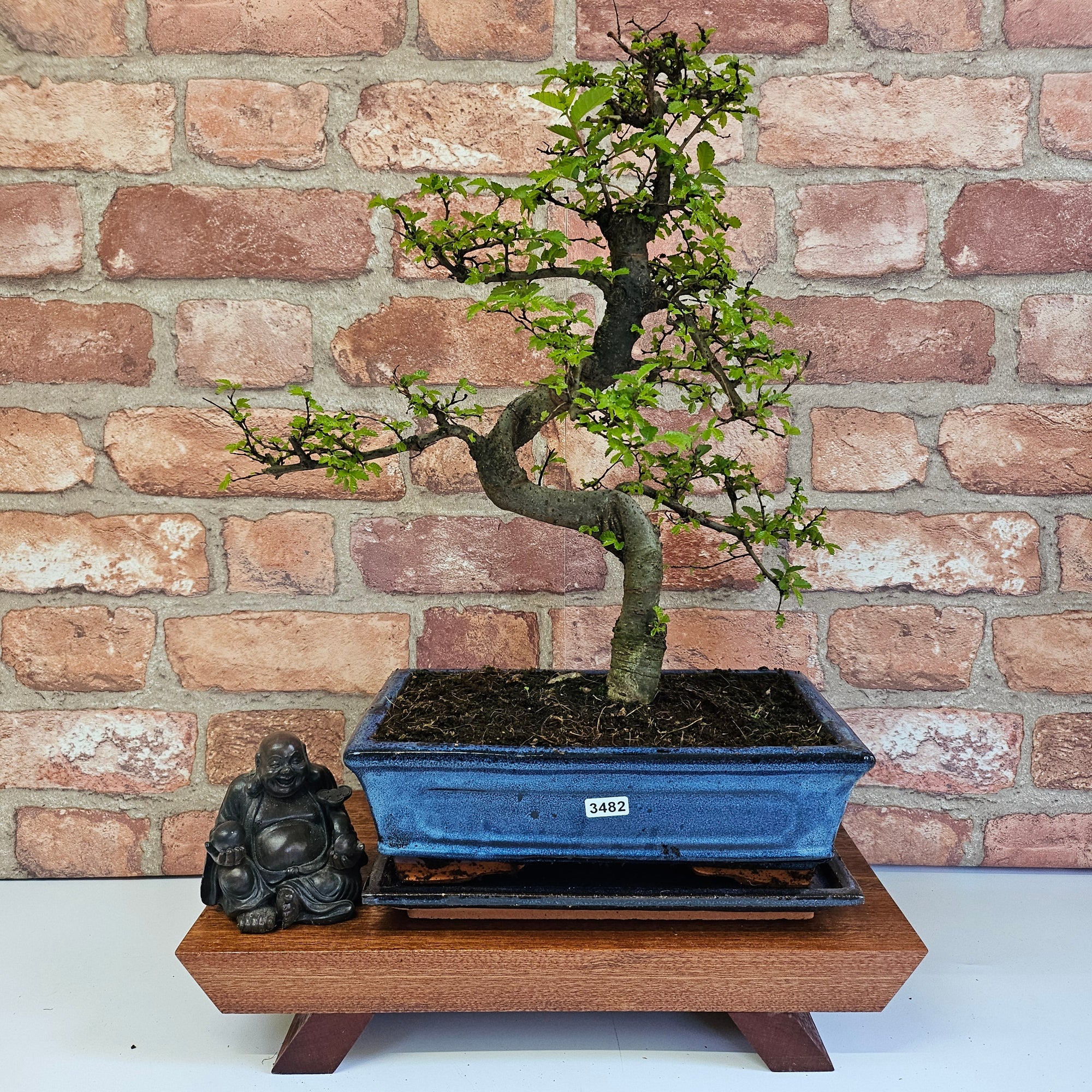 Chinese Elm (Ulmus Parvifolia) Bonsai Tree | Shaped | In 25cm Pot  | S251971