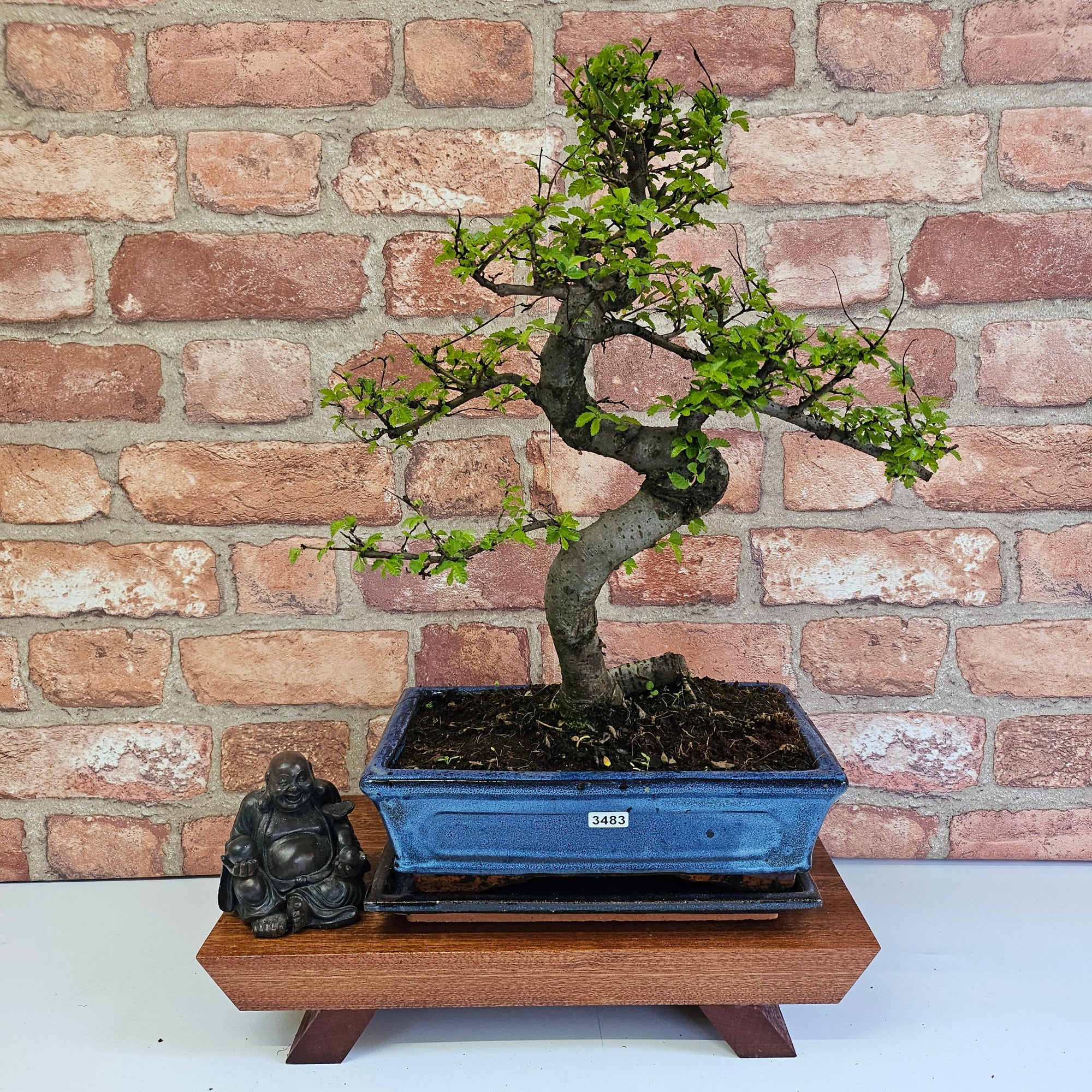 Chinese Elm (Ulmus Parvifolia) Bonsai Tree | Shaped | In 25cm Pot  | S251971