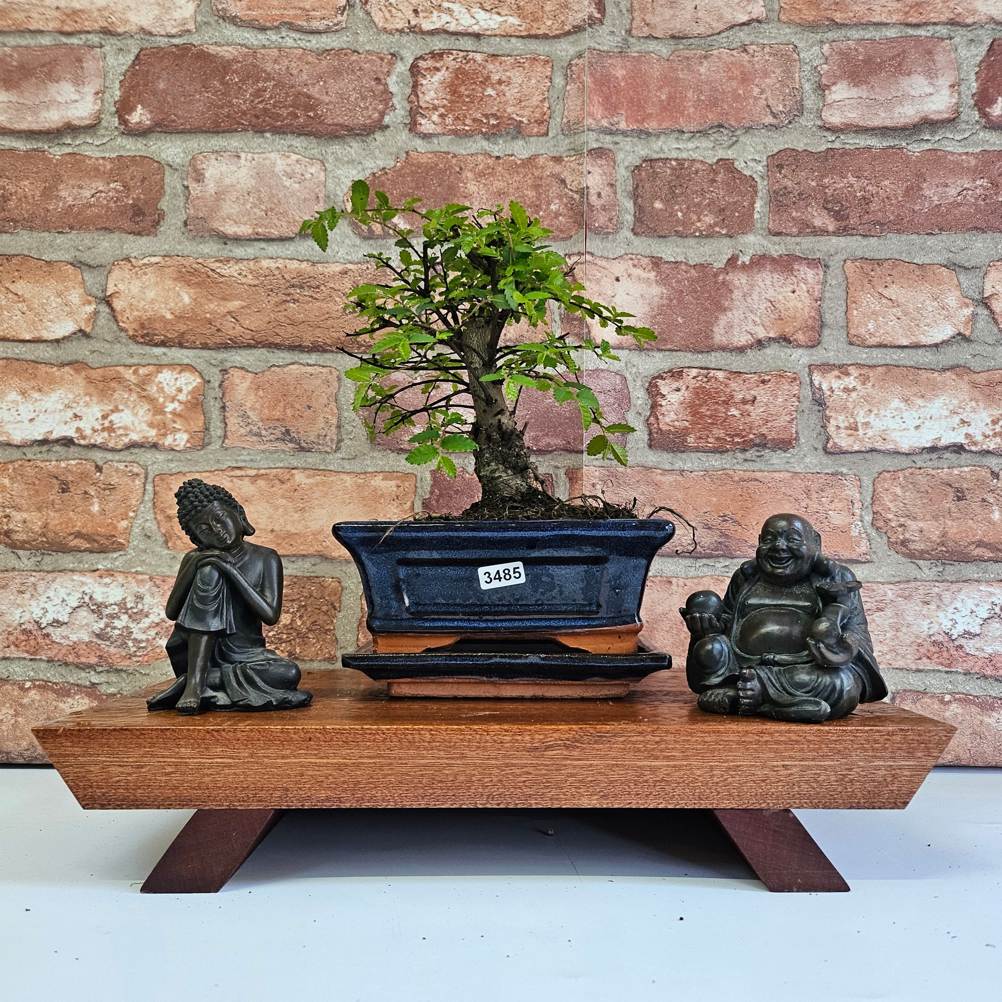 Chinese Elm (Ulmus Parvifolia) Bonsai Tree | Broom | In 15cm Pot  | S251976