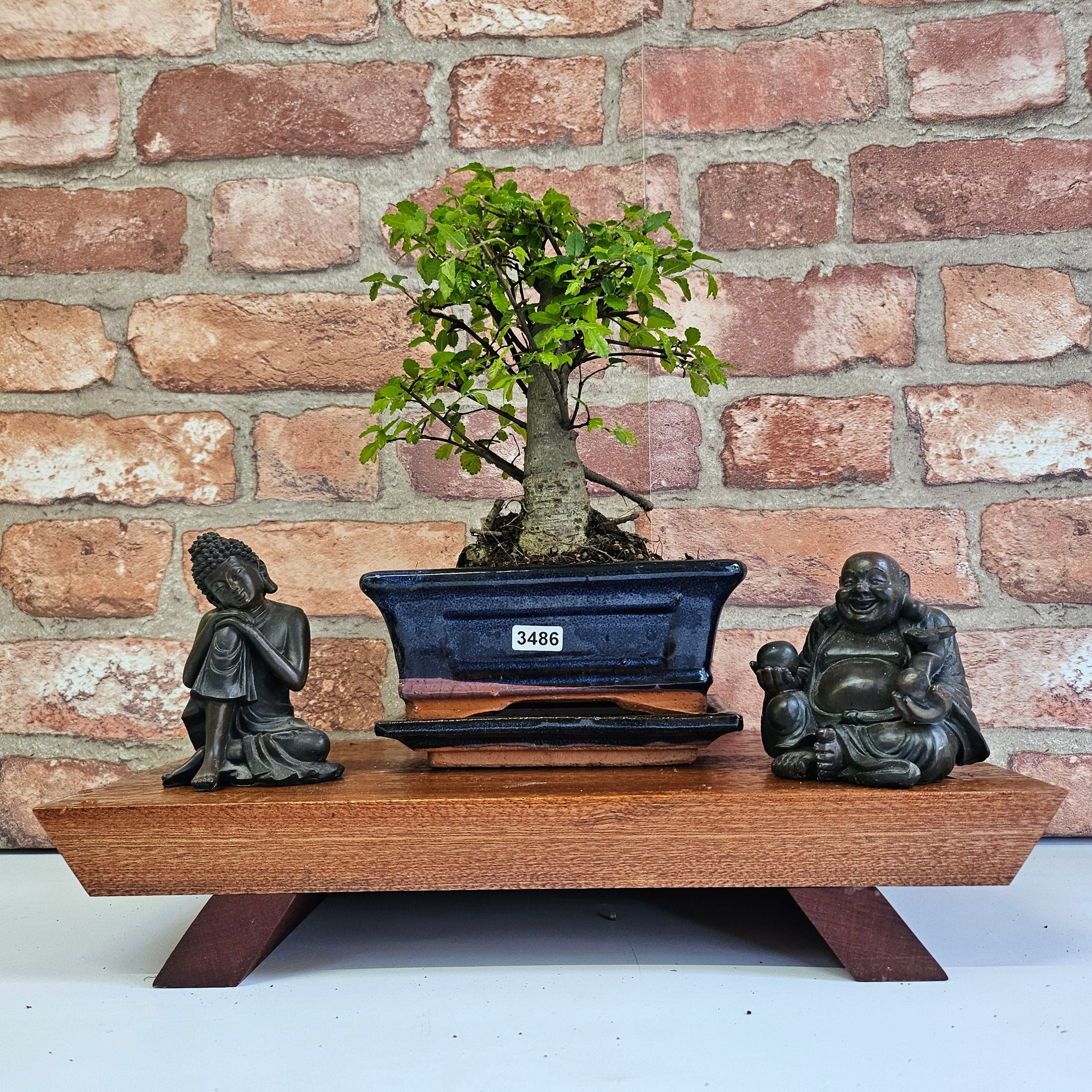 Chinese Elm (Ulmus Parvifolia) Bonsai Tree | Broom | In 15cm Pot  | S251976