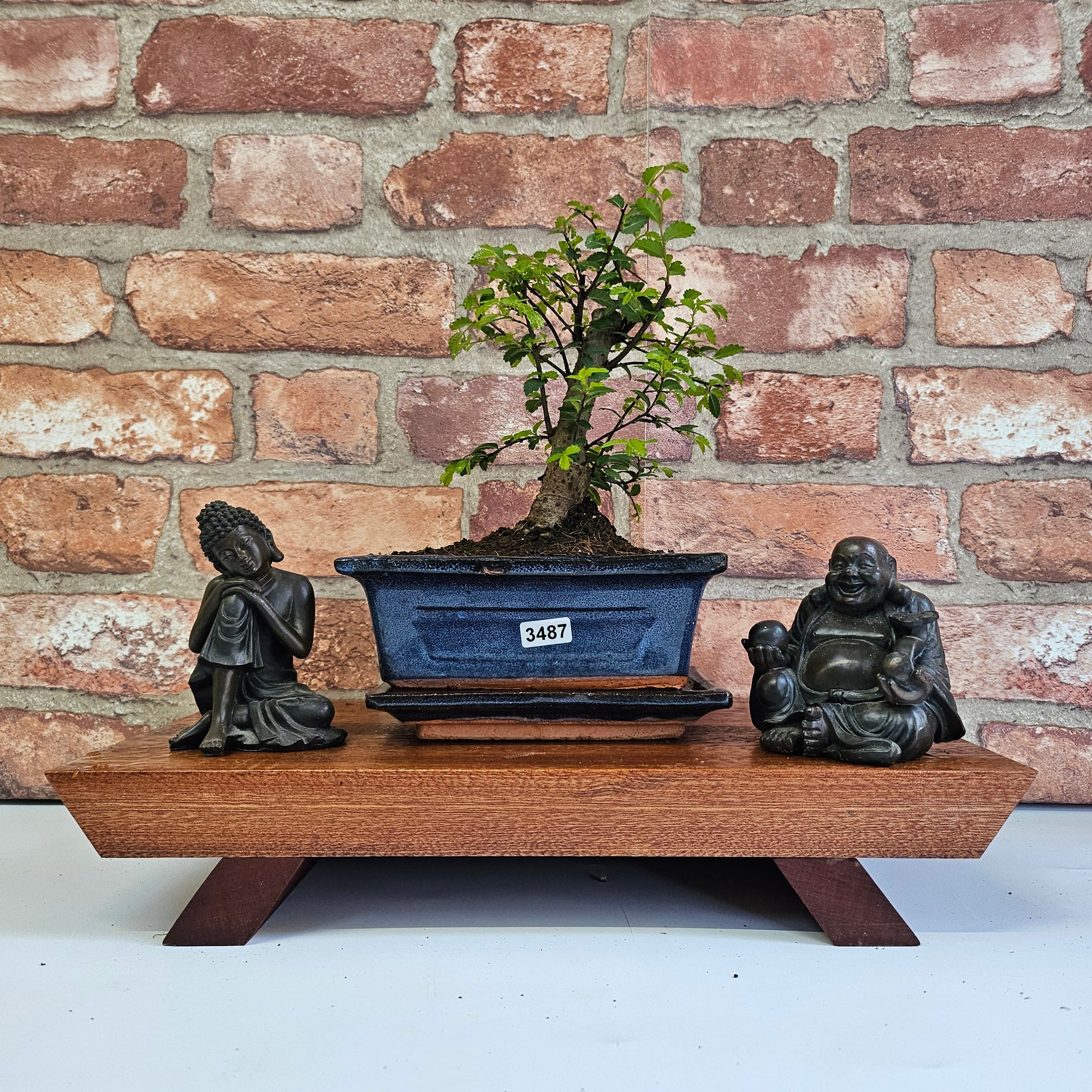 Chinese Elm (Ulmus Parvifolia) Bonsai Tree | Broom | In 15cm Pot  | S251976