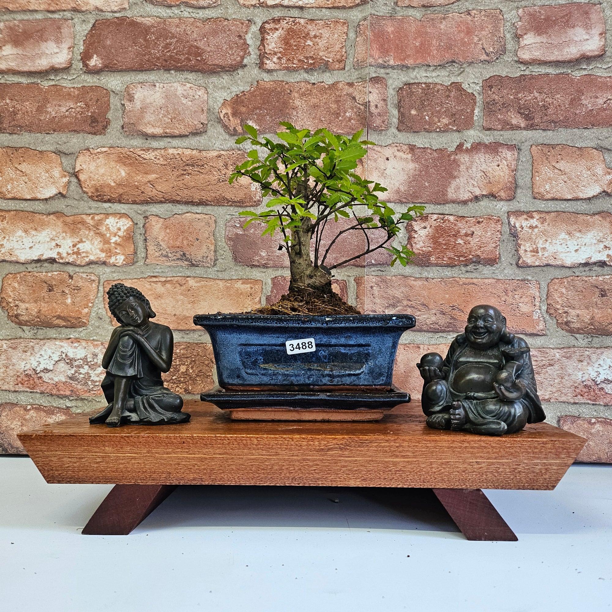 Chinese Elm (Ulmus Parvifolia) Bonsai Tree | Broom | In 15cm Pot  | S251976