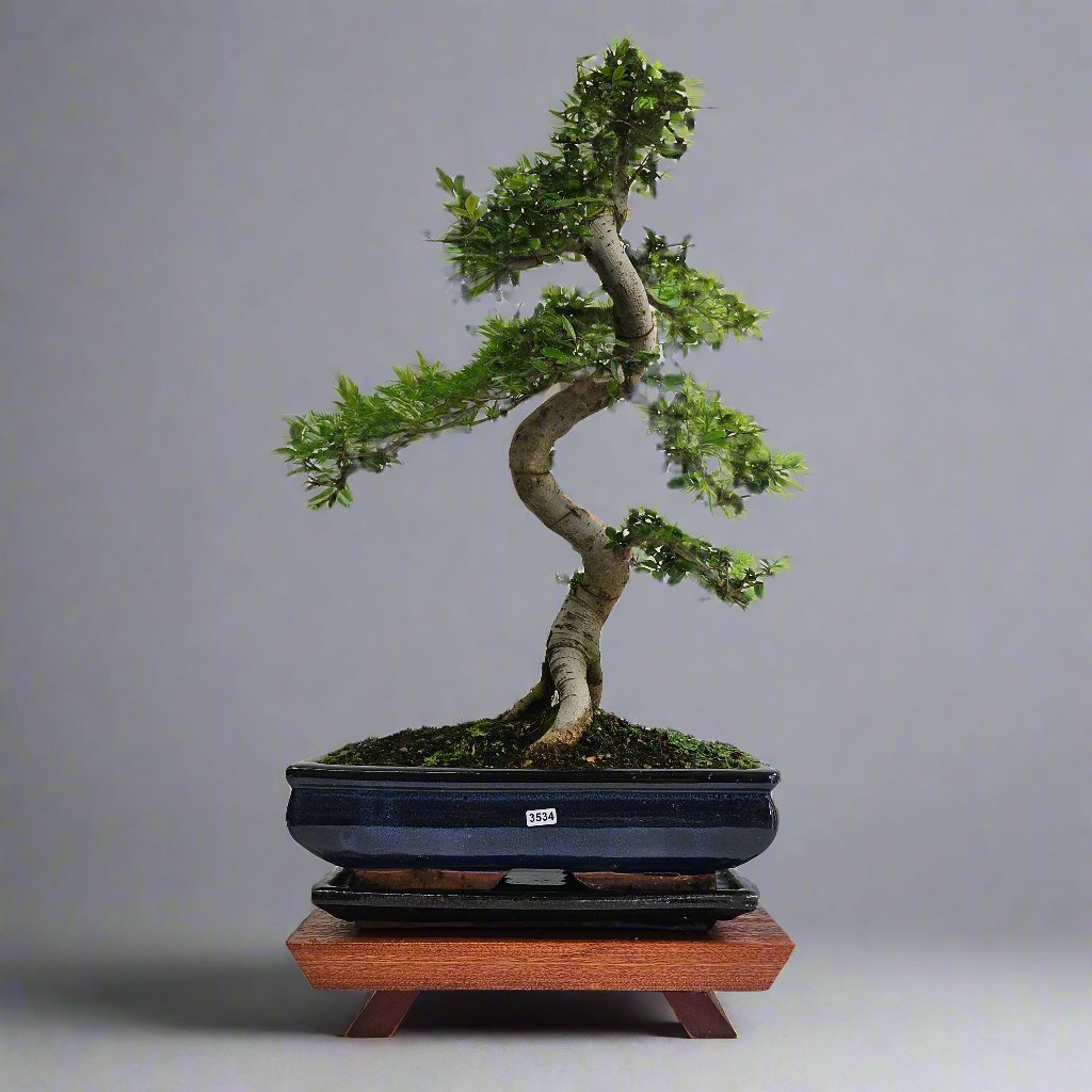 Large Chinese Elm (Ulmus Parvifolia) Bonsai Tree | Shaped | In 35cm Pot  | S251961