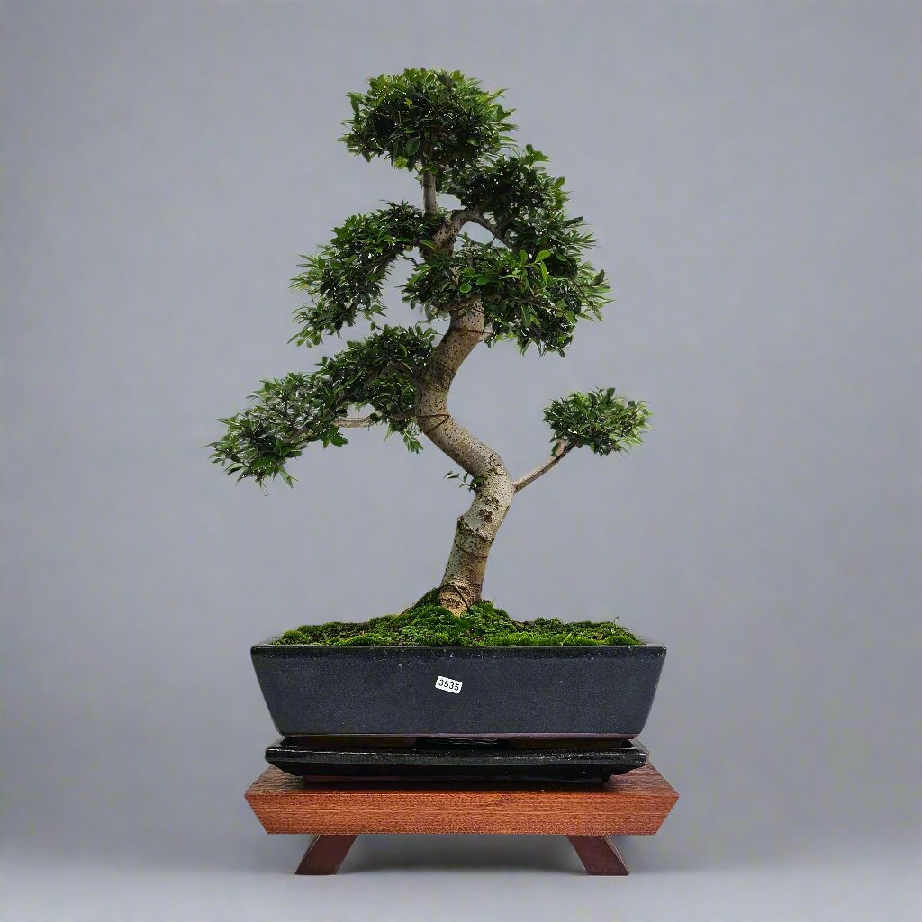Large Chinese Elm (Ulmus Parvifolia) Bonsai Tree | Shaped | In 35cm Pot  | S251961