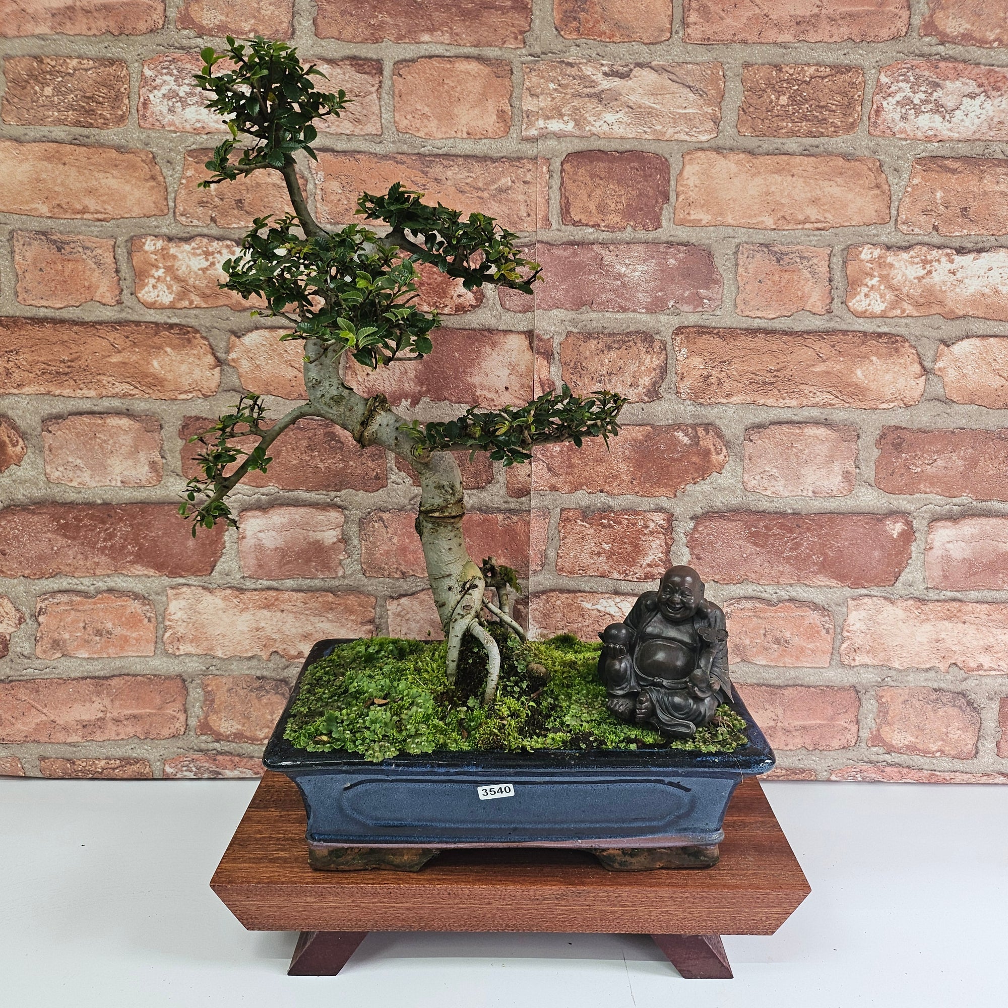 Chinese Elm (Ulmus Parvifolia) Bonsai Tree | Shaped | In 30cm Pot  | S251972