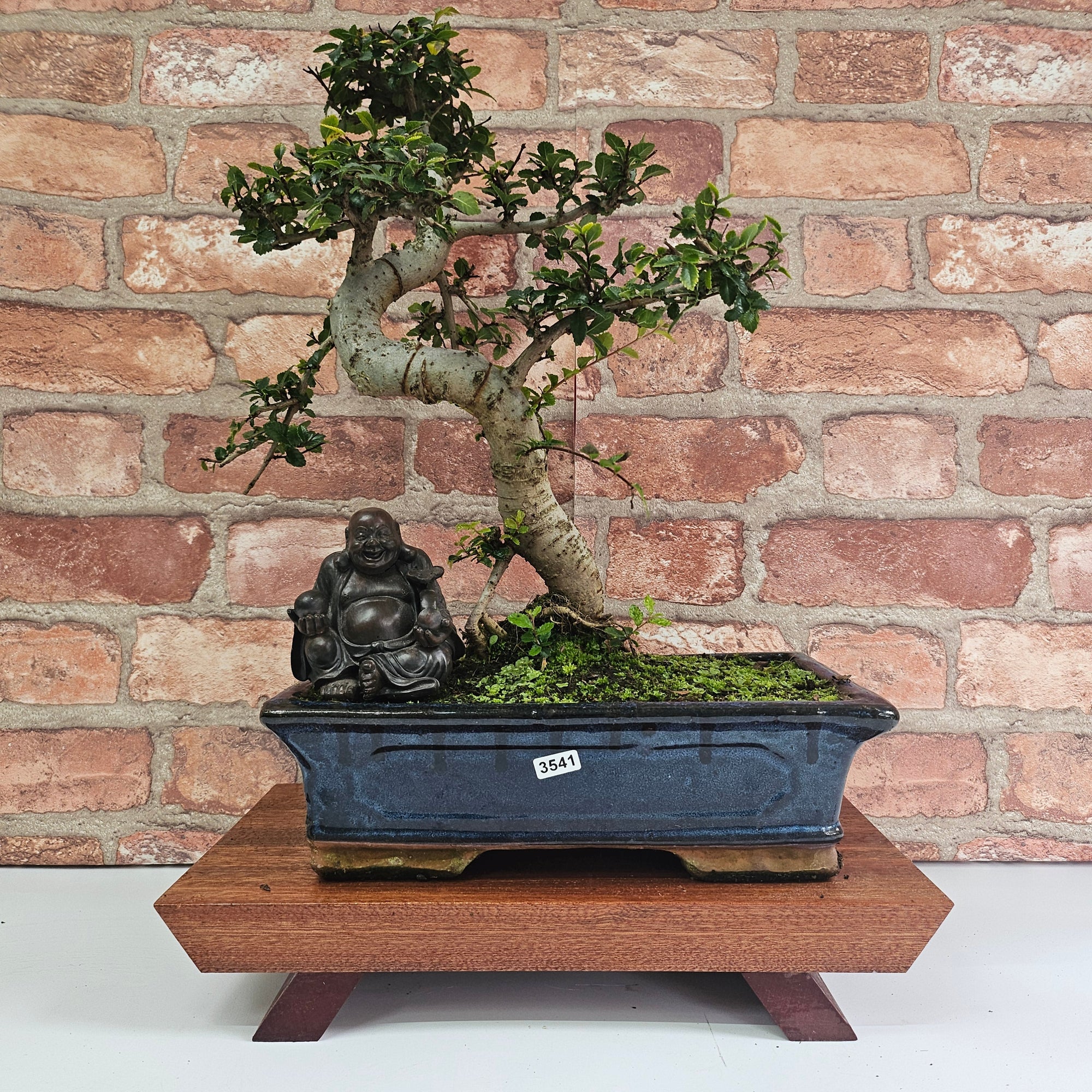Chinese Elm (Ulmus Parvifolia) Bonsai Tree | Shaped | In 30cm Pot  | S251972