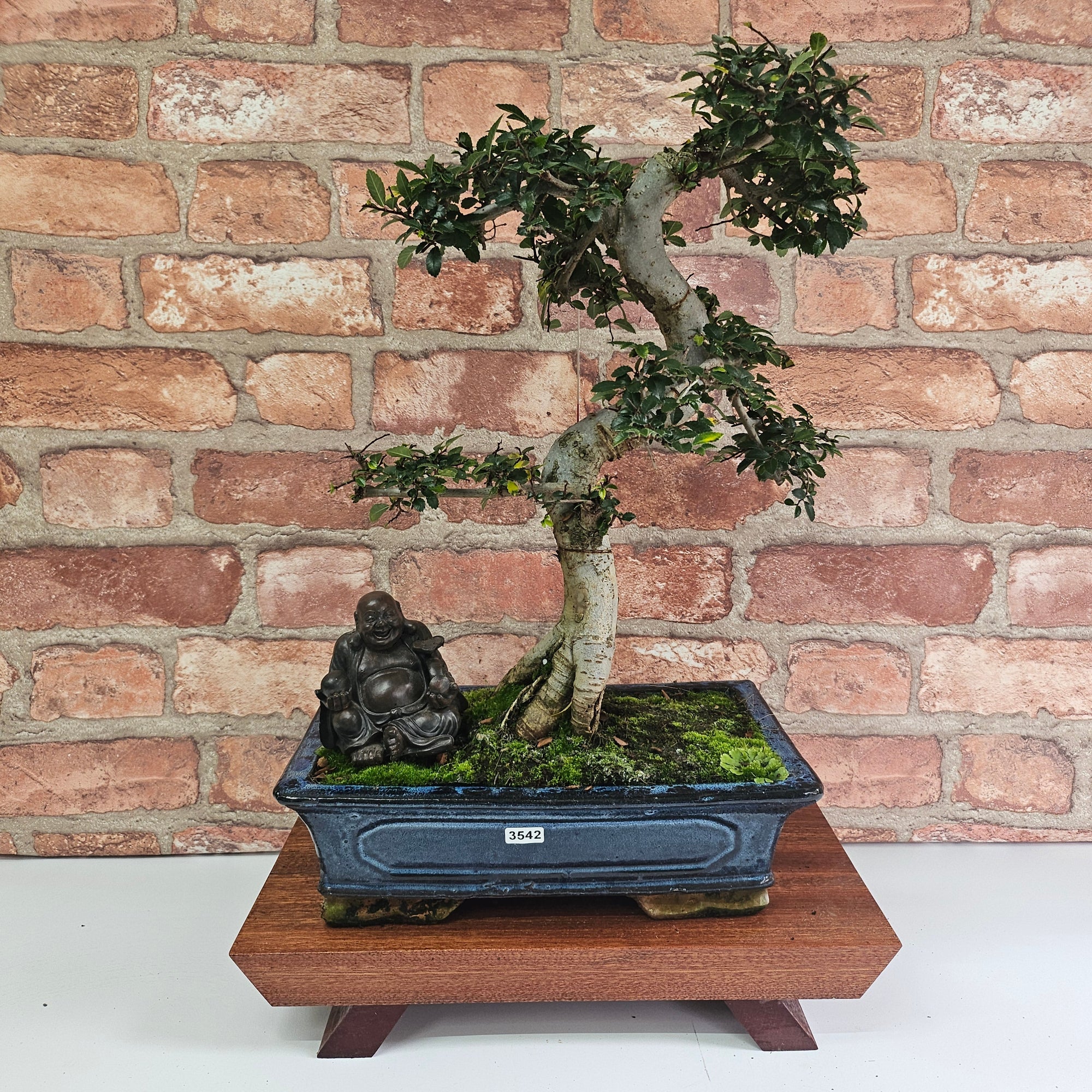 Chinese Elm (Ulmus Parvifolia) Bonsai Tree | Shaped | In 30cm Pot  | S251972