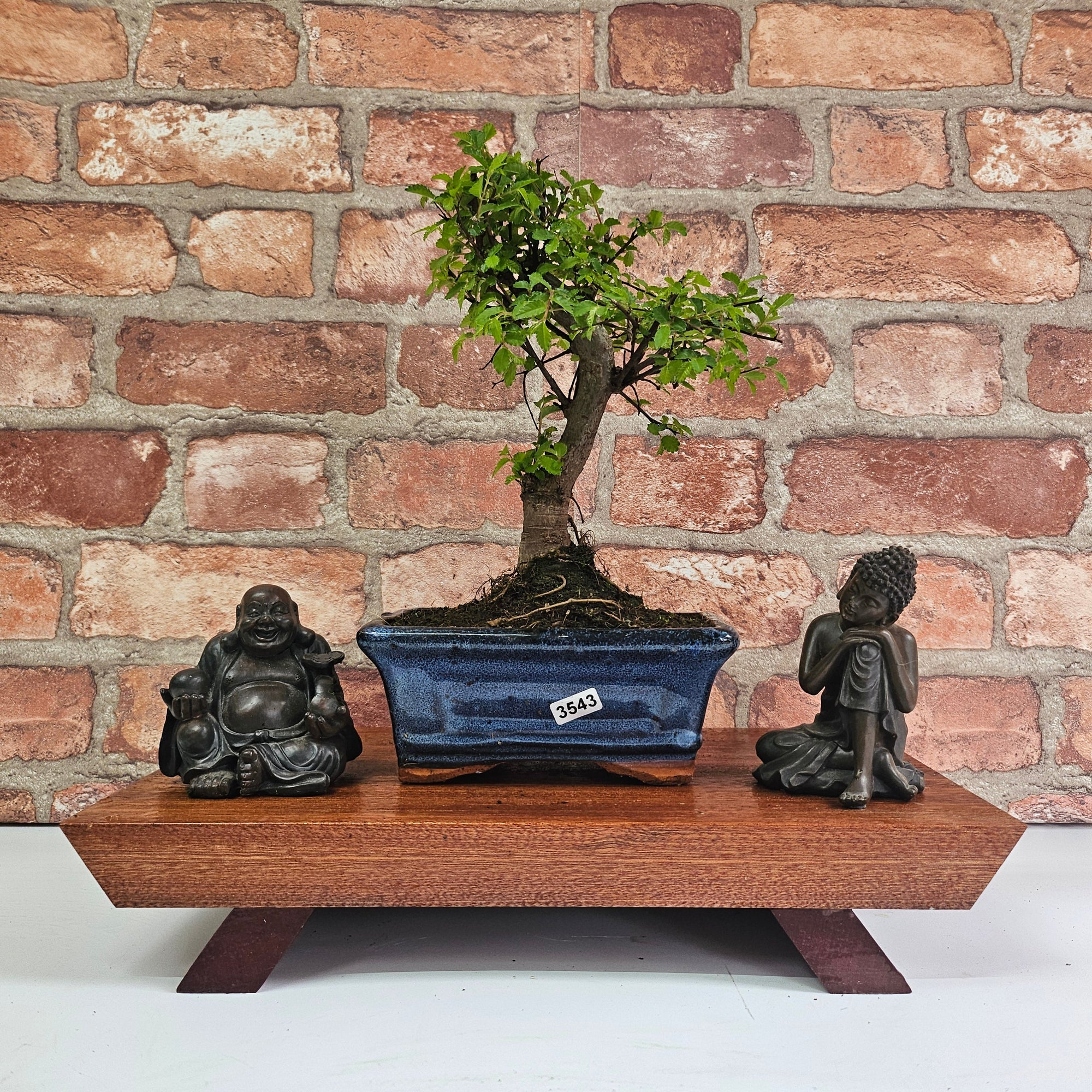Chinese Elm (Ulmus Parvifolia) Bonsai Tree | Broom | In 15cm Pot  | S251976