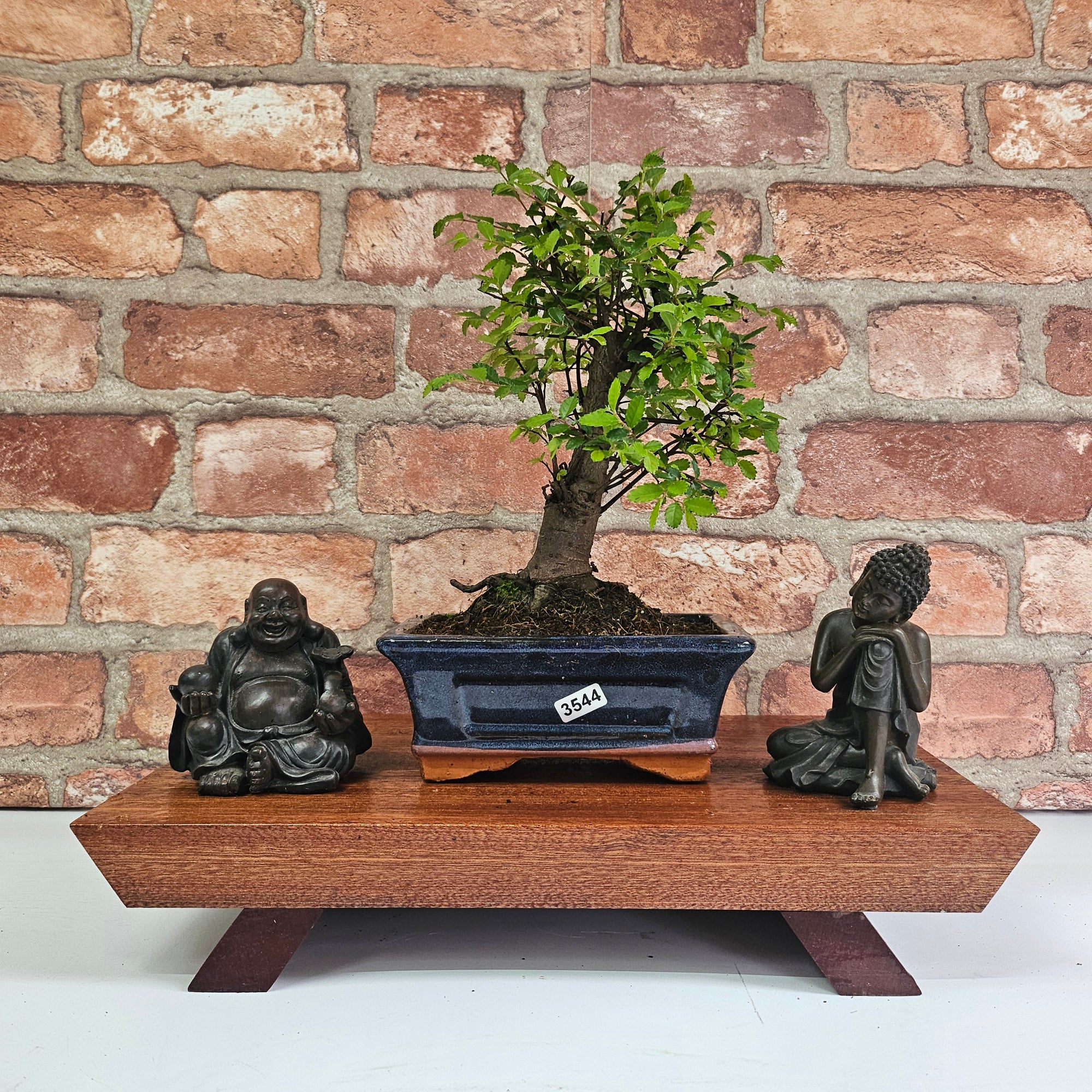 Chinese Elm (Ulmus Parvifolia) Bonsai Tree | Broom | In 15cm Pot  | S251976