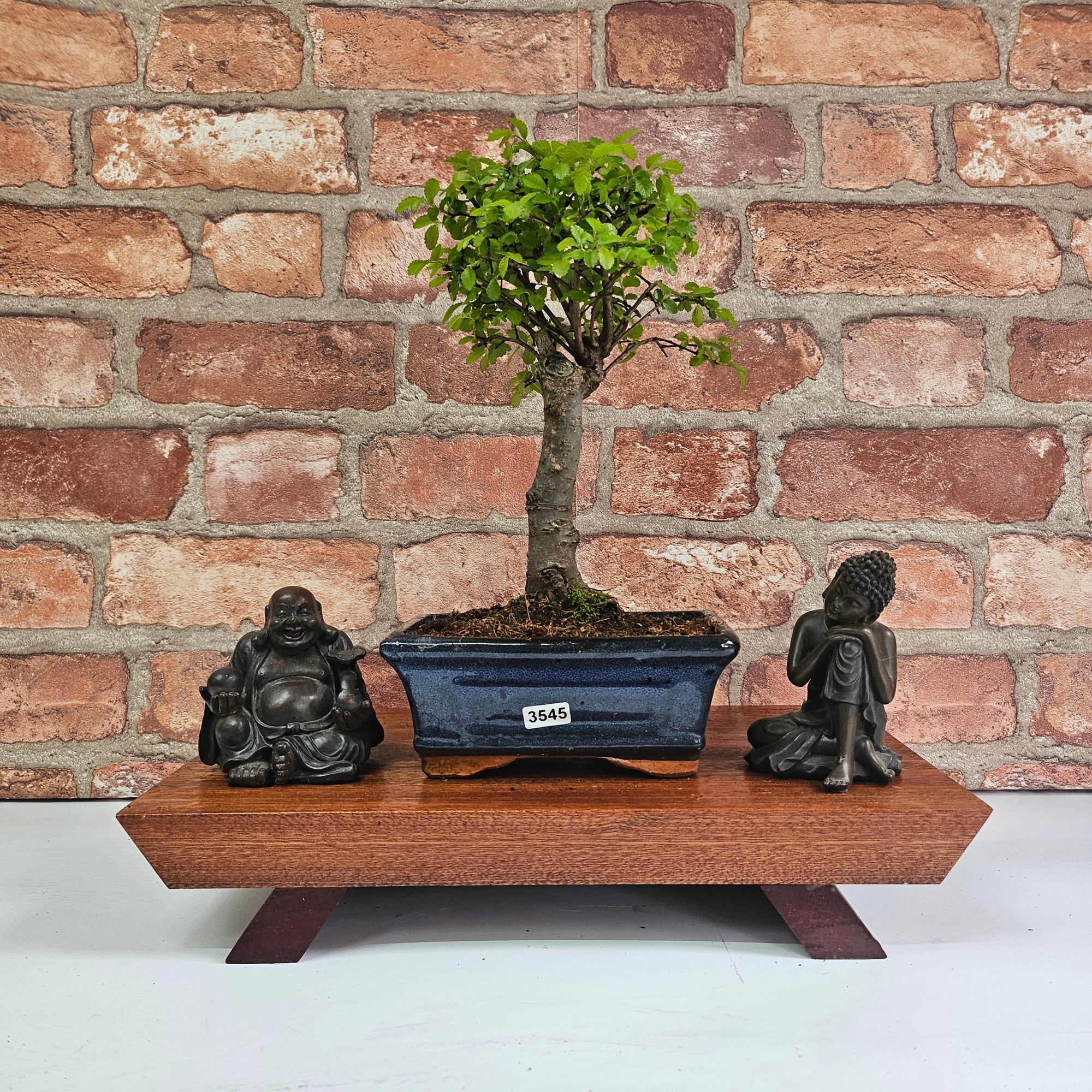 Chinese Elm (Ulmus Parvifolia) Bonsai Tree | Broom | In 15cm Pot  | S251976