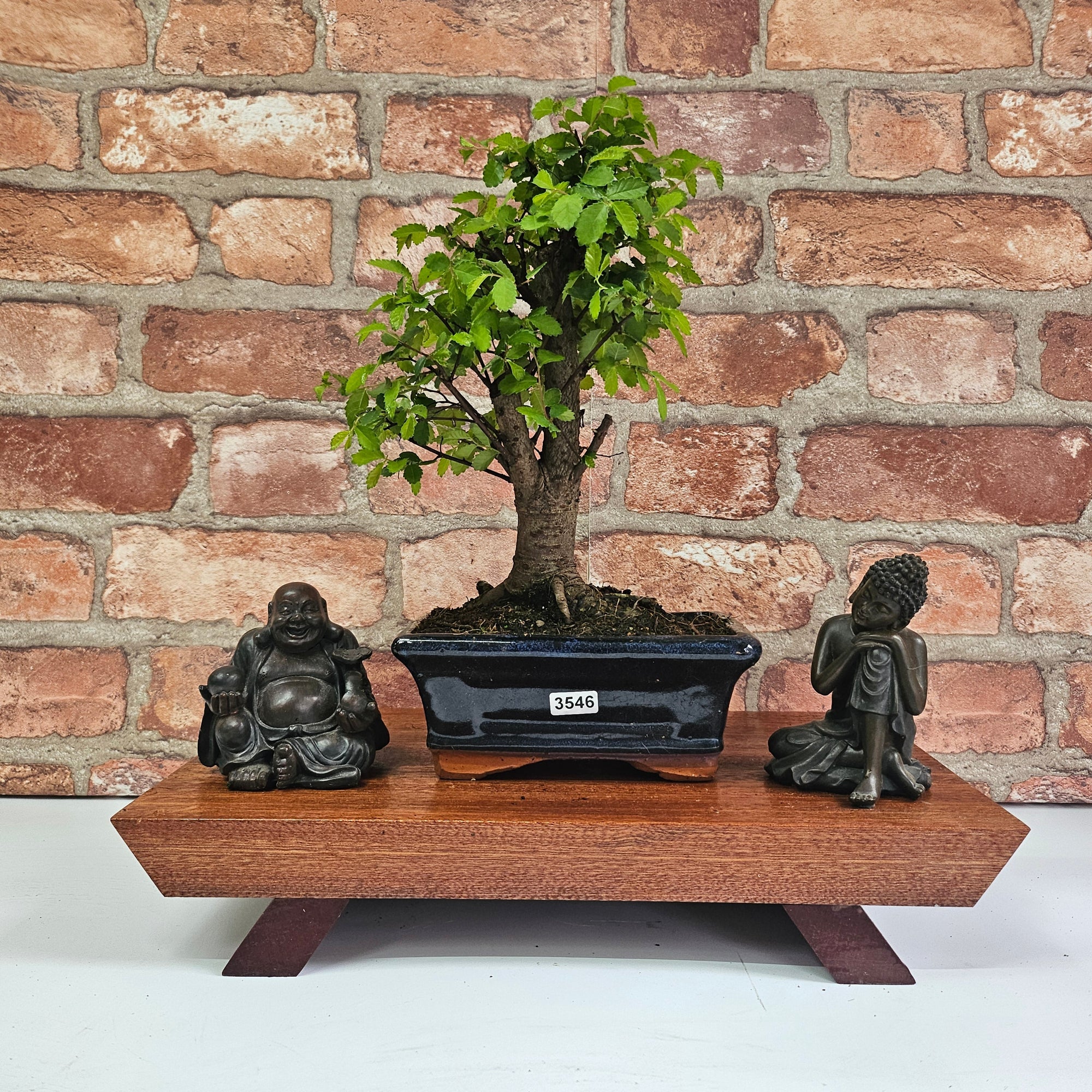 Chinese Elm (Ulmus Parvifolia) Bonsai Tree | Broom | In 15cm Pot  | S251976