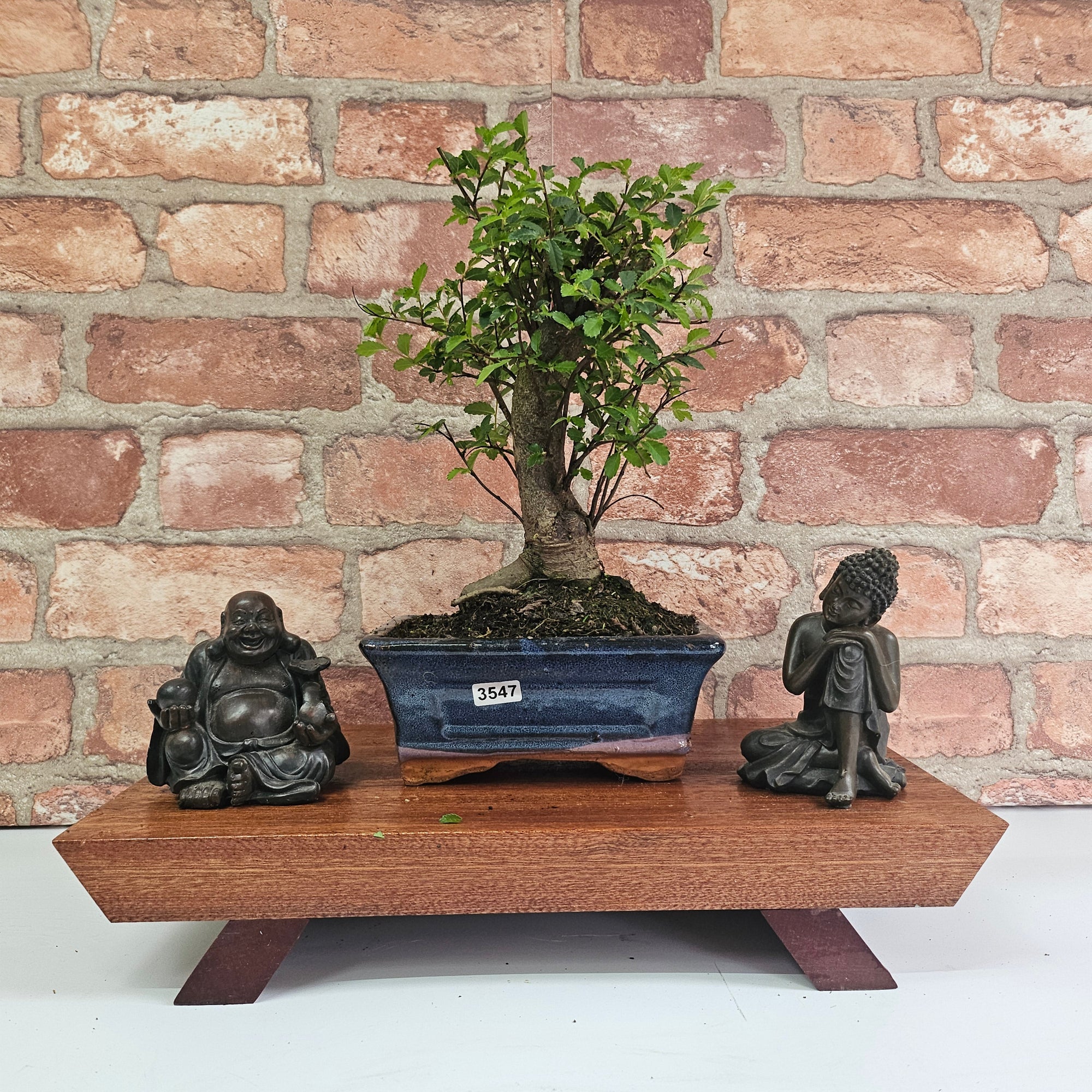 Chinese Elm (Ulmus Parvifolia) Bonsai Tree | Broom | In 15cm Pot  | S251976