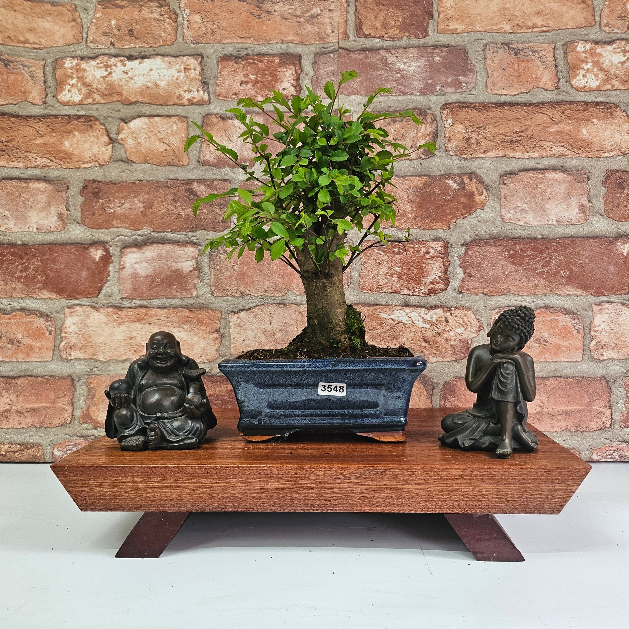 Chinese Elm (Ulmus Parvifolia) Bonsai Tree | Broom | In 15cm Pot  | S251976