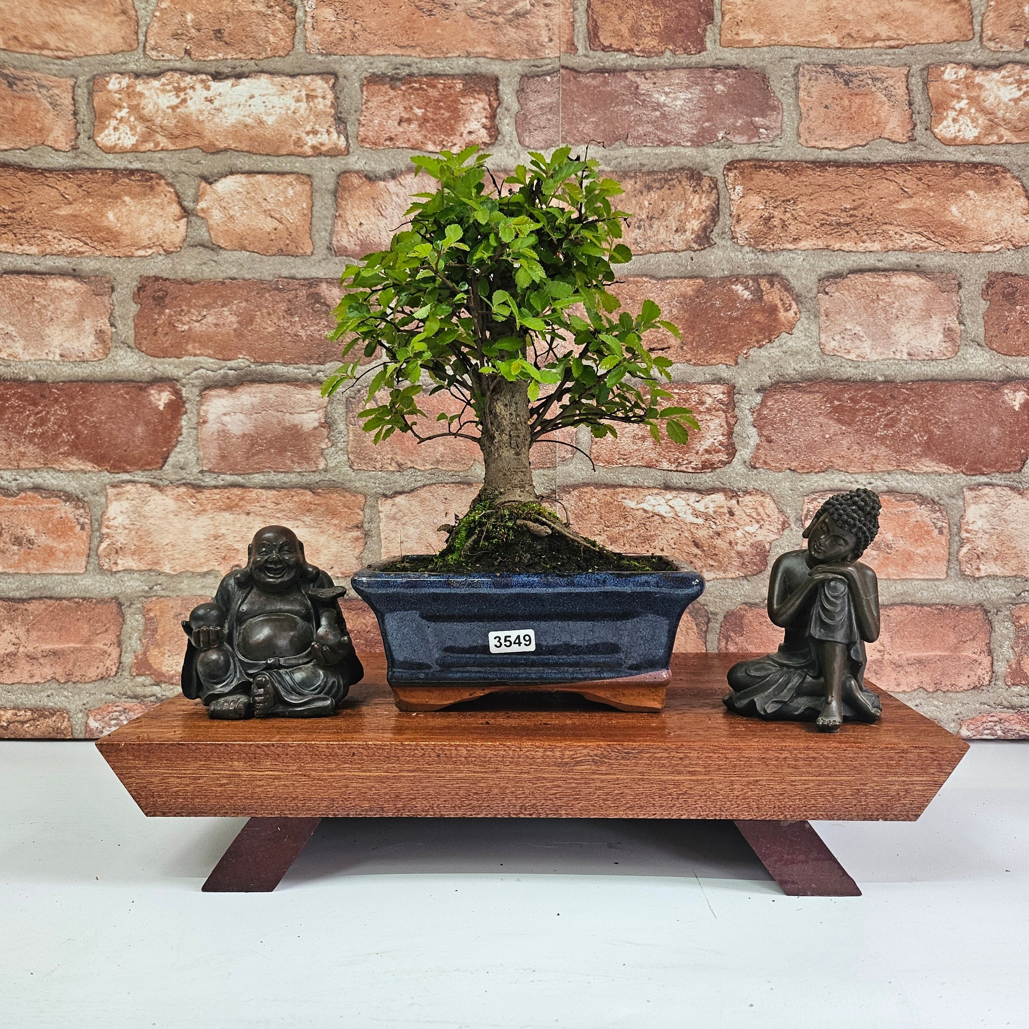 Chinese Elm (Ulmus Parvifolia) Bonsai Tree | Broom | In 15cm Pot  | S251976