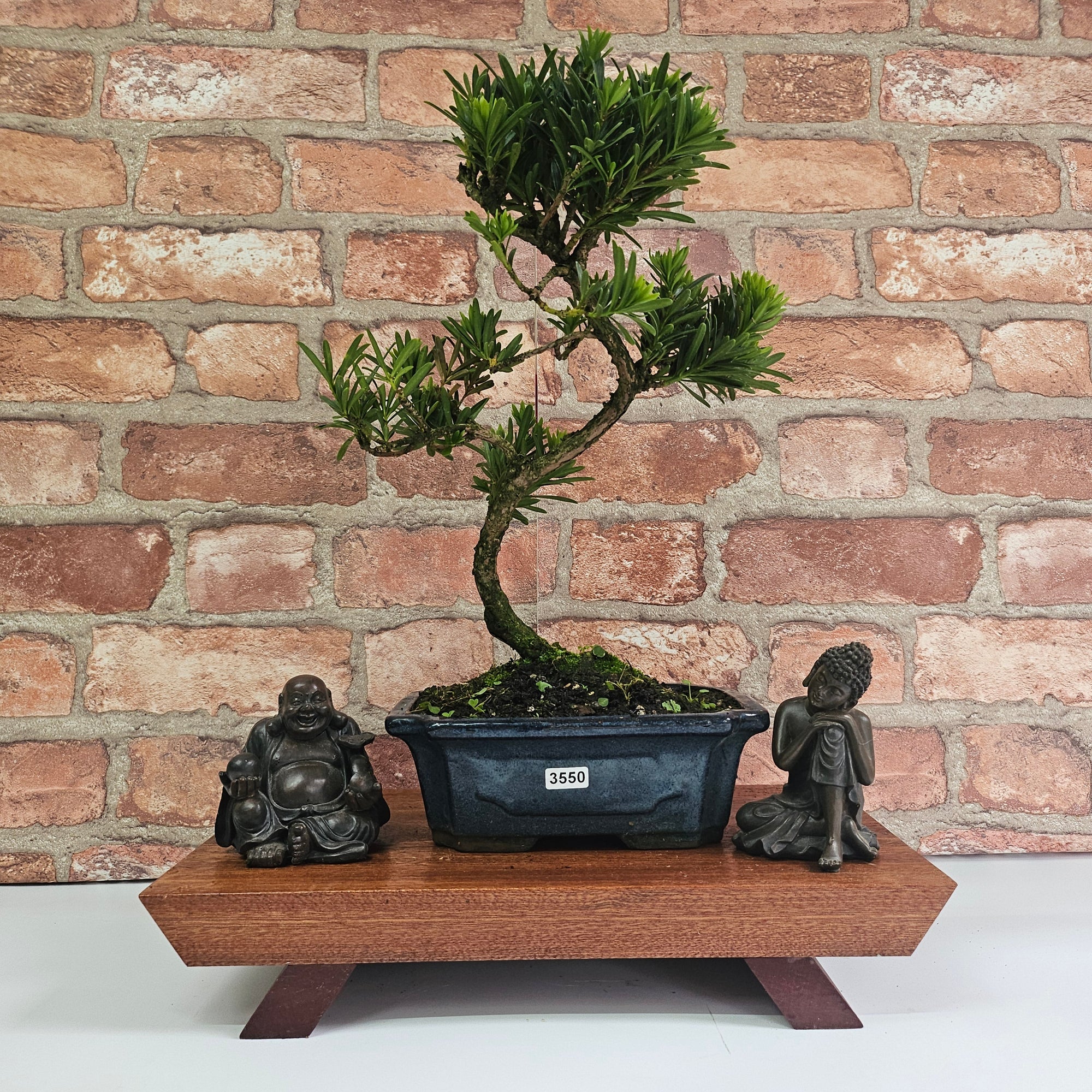 Buddhist Pine (Podocarpus Micro) Bonsai Tree | Shaped | In 20cm Pot  S25883