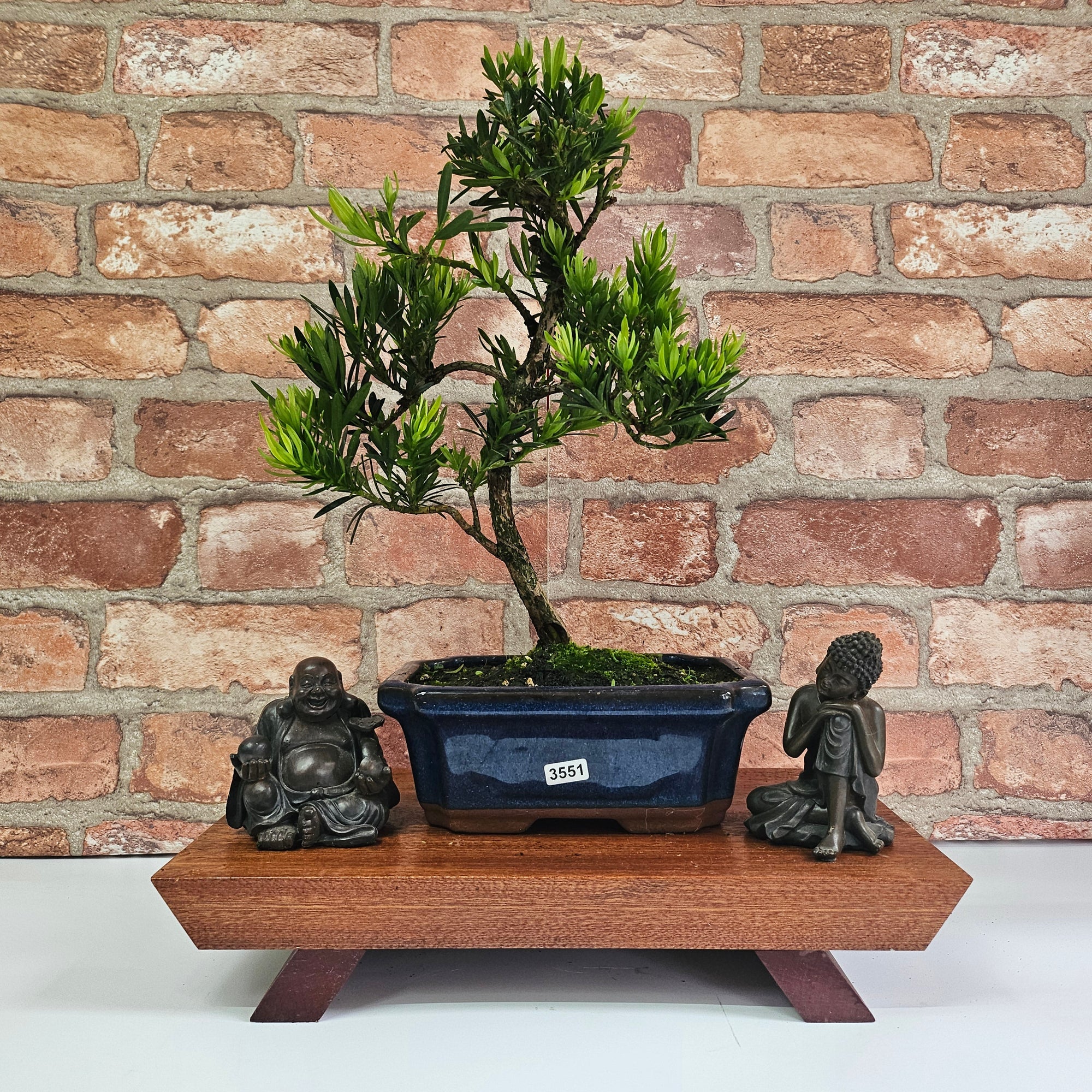 Buddhist Pine (Podocarpus Micro) Bonsai Tree | Shaped | In 20cm Pot  S25883
