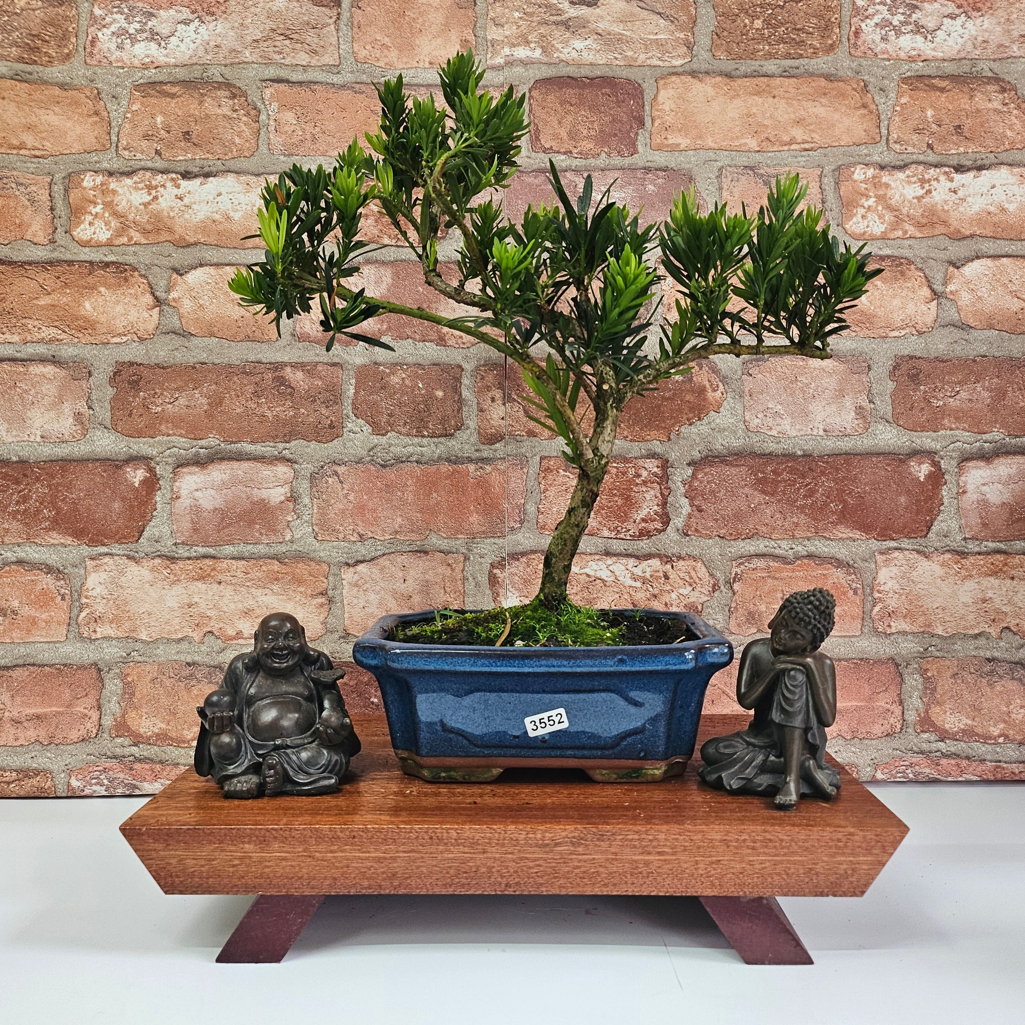 Buddhist Pine (Podocarpus Micro) Bonsai Tree | Shaped | In 20cm Pot  S25883