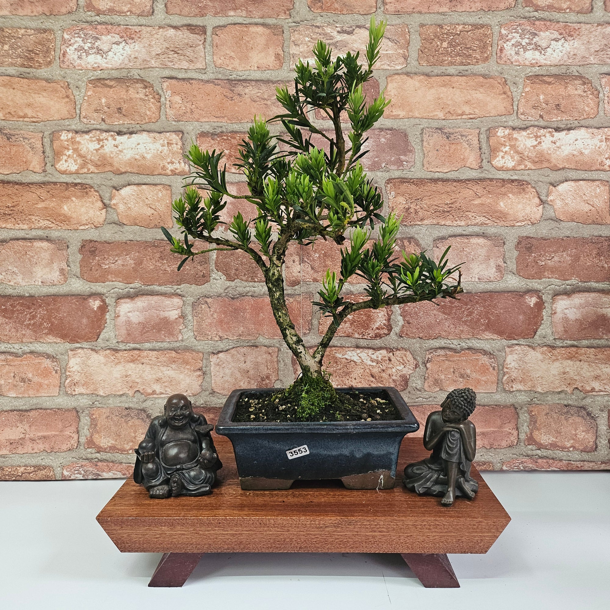 Buddhist Pine (Podocarpus Micro) Bonsai Tree | Shaped | In 20cm Pot  S25883