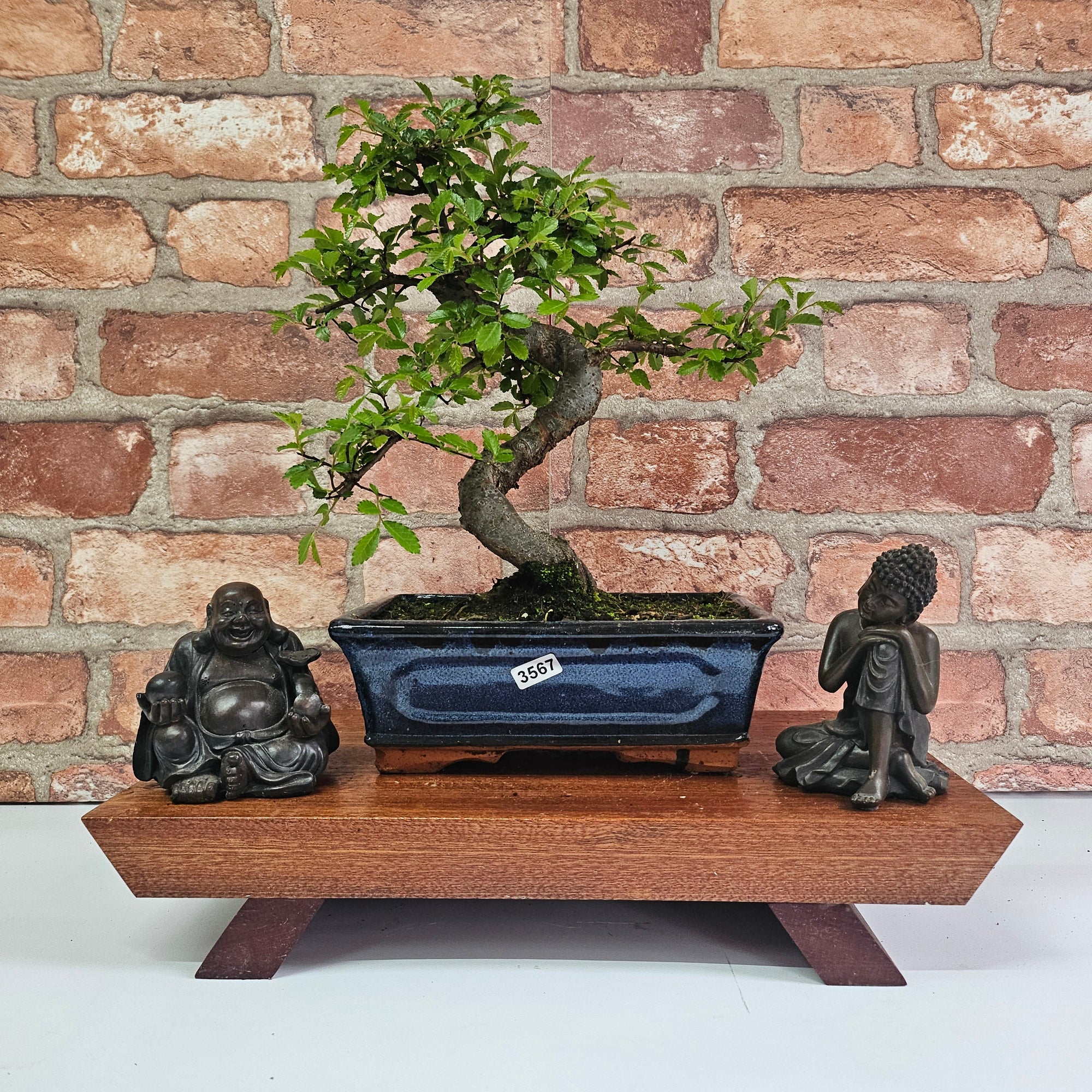 Chinese Elm (Ulmus Parvifolia) Bonsai Tree | Shaped | In 20cm Pot S25882