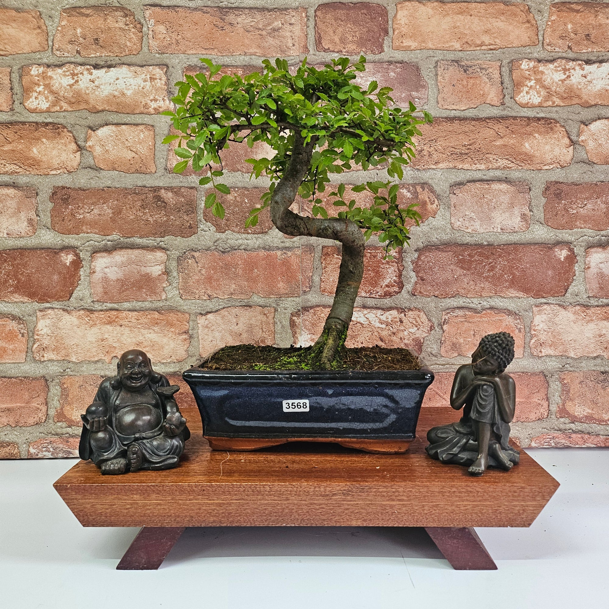 Chinese Elm (Ulmus Parvifolia) Bonsai Tree | Shaped | In 20cm Pot S25882