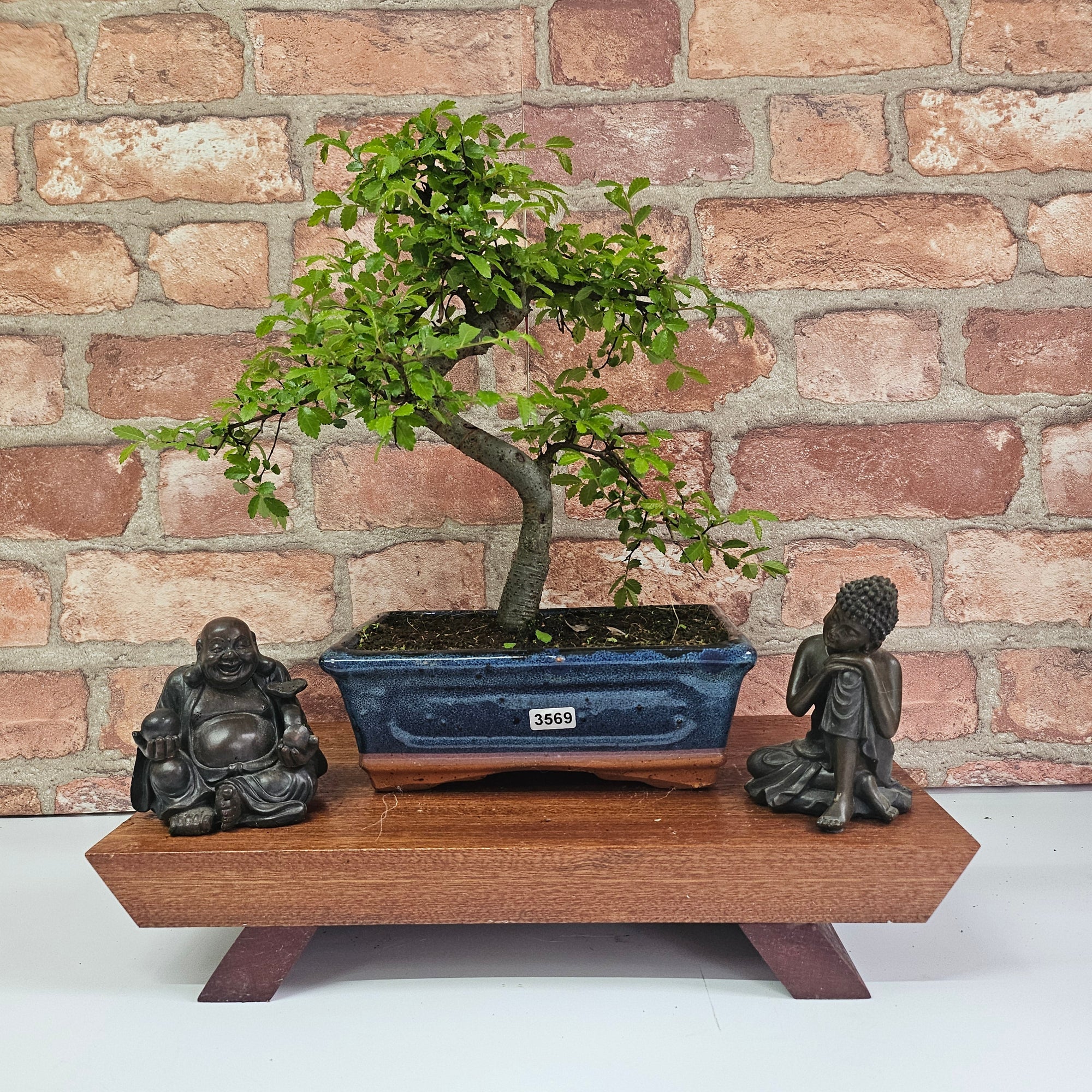 Chinese Elm (Ulmus Parvifolia) Bonsai Tree | Shaped | In 20cm Pot S25882