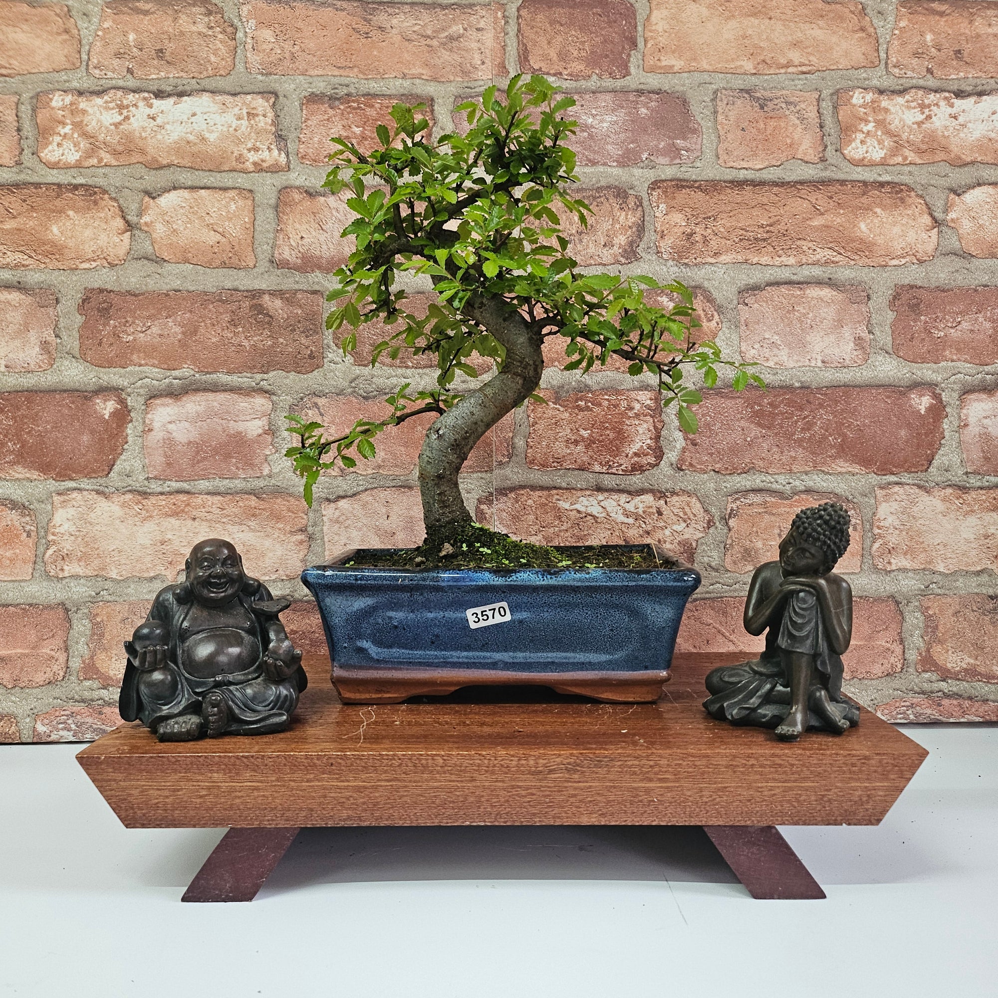 Chinese Elm (Ulmus Parvifolia) Bonsai Tree | Shaped | In 20cm Pot S25882