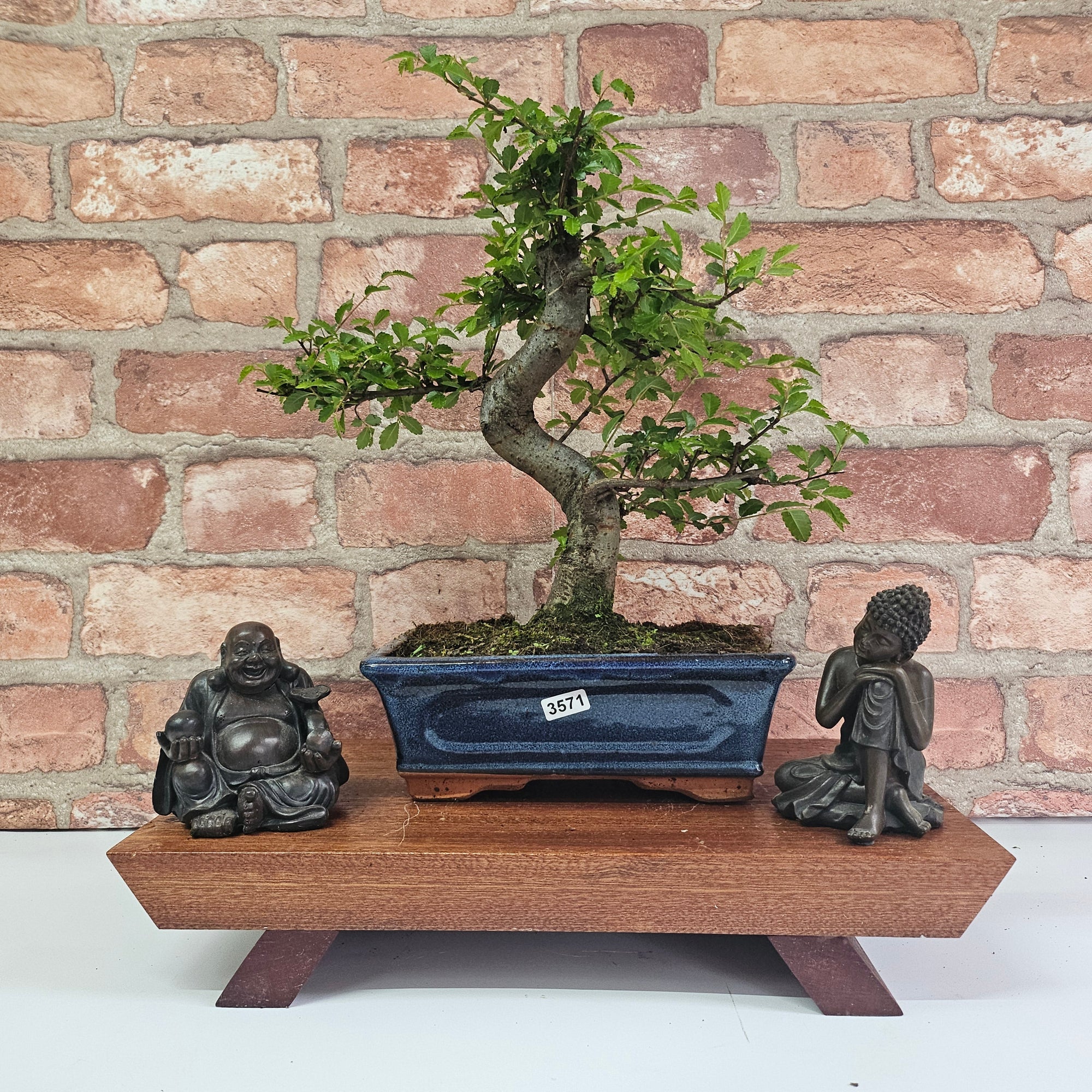 Chinese Elm (Ulmus Parvifolia) Bonsai Tree | Shaped | In 20cm Pot S25882