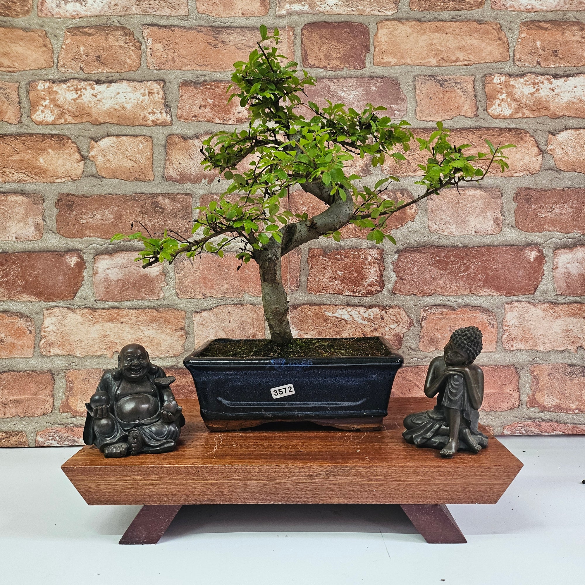 Chinese Elm (Ulmus Parvifolia) Bonsai Tree | Shaped | In 20cm Pot S25882