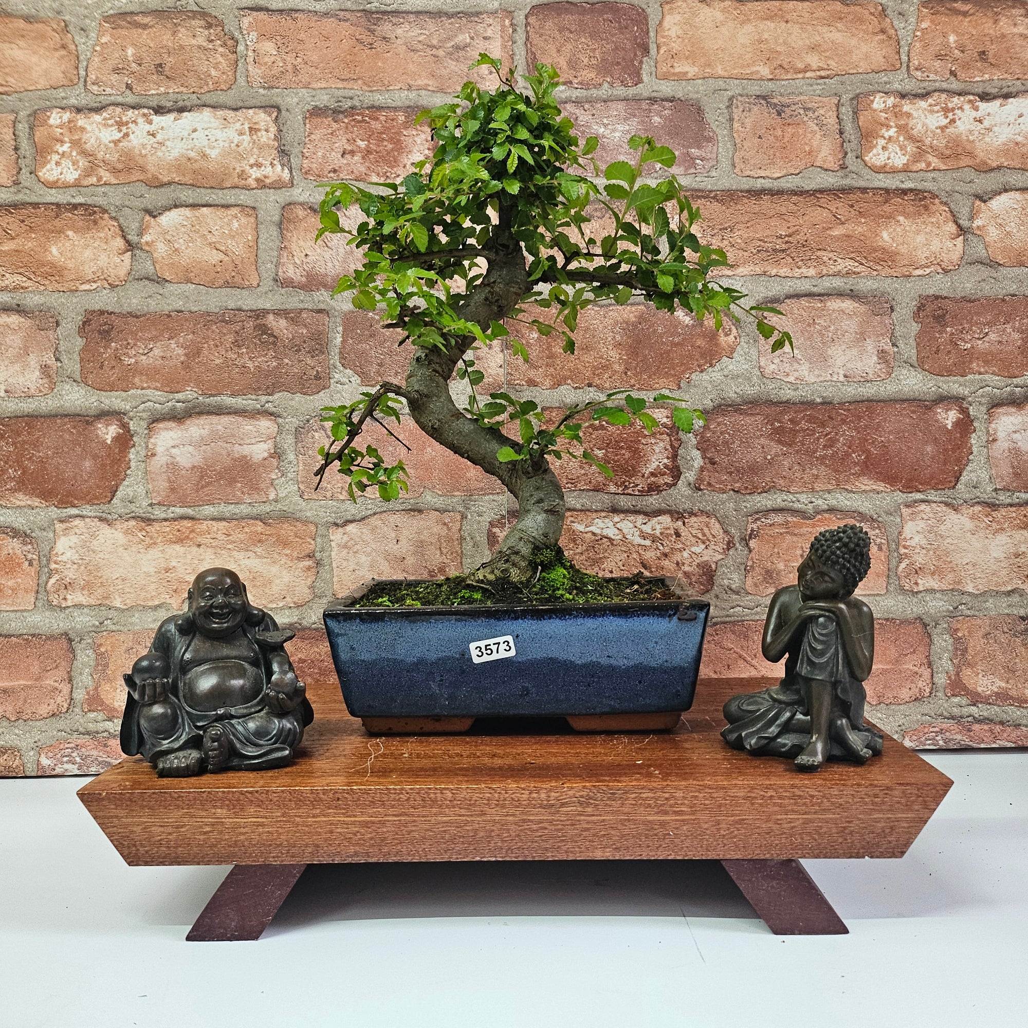 Chinese Elm (Ulmus Parvifolia) Bonsai Tree | Shaped | In 20cm Pot S25882