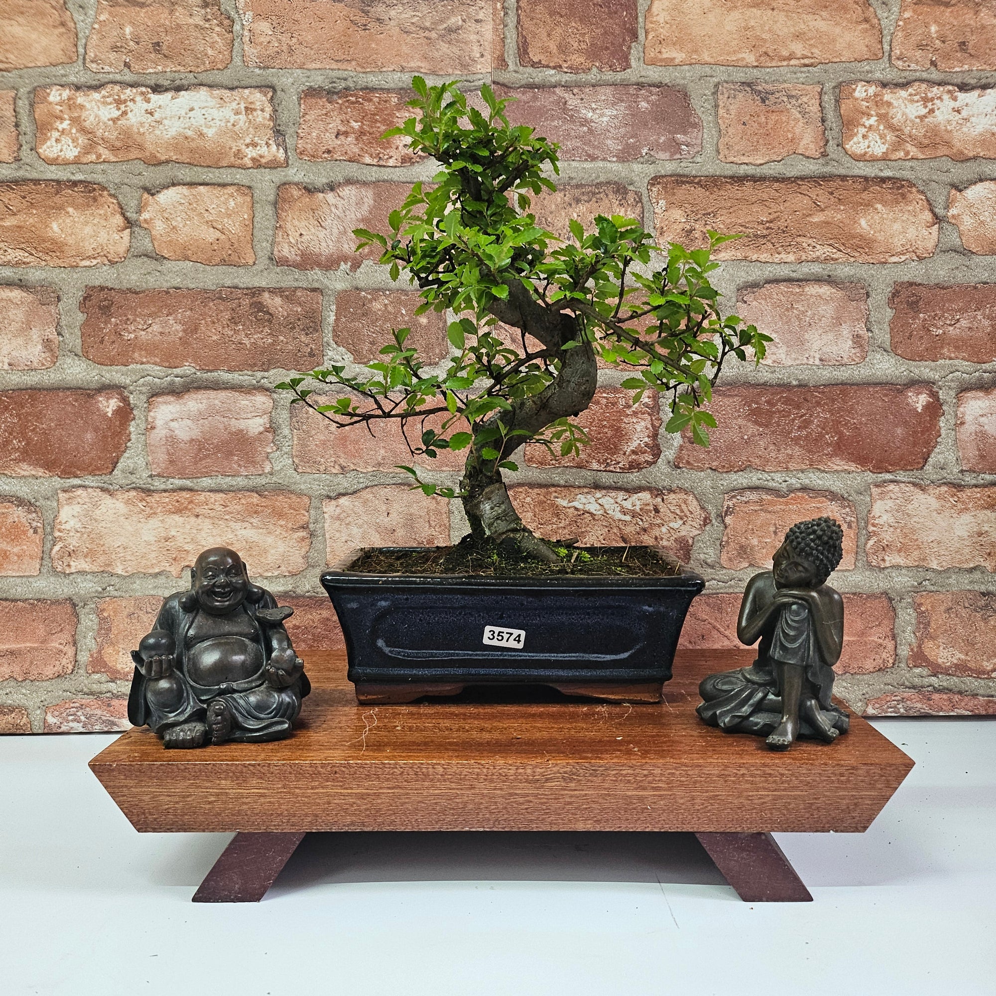 Chinese Elm (Ulmus Parvifolia) Bonsai Tree | Shaped | In 20cm Pot S25882